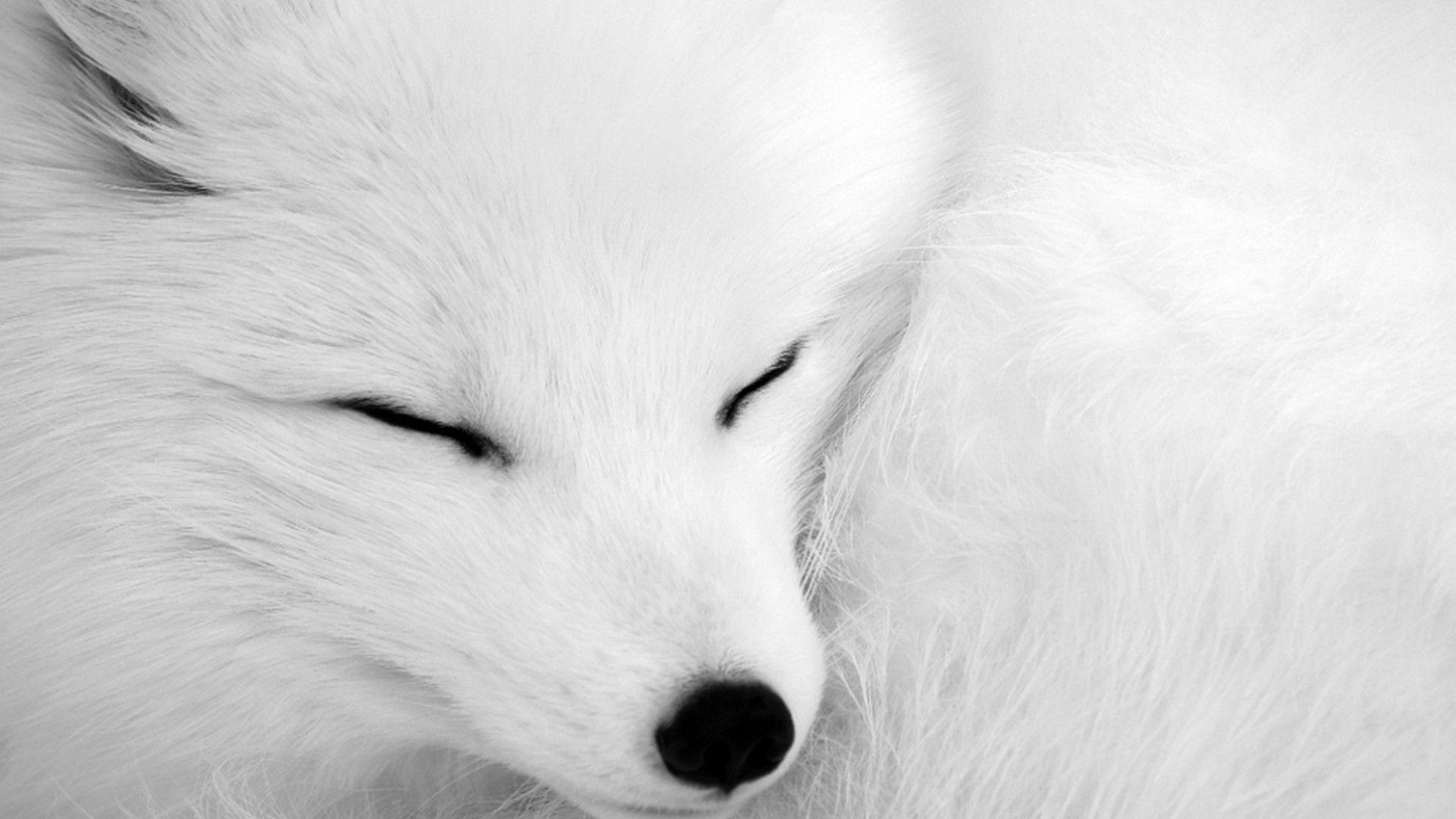 Arktischer Fuchs, Hintergrund, 4K, Tiere, 1920x1080 Full HD Desktop