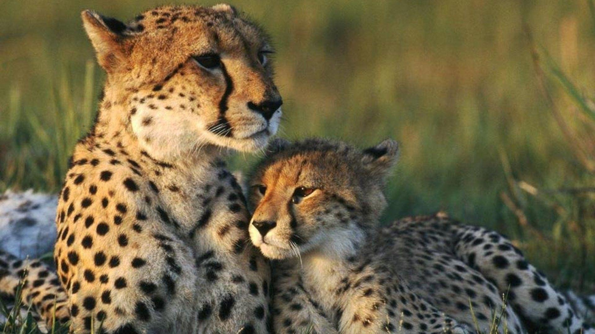 Gepard, Tiere, Foto Download, HD Hintergrund, 1920x1080 Full HD Desktop