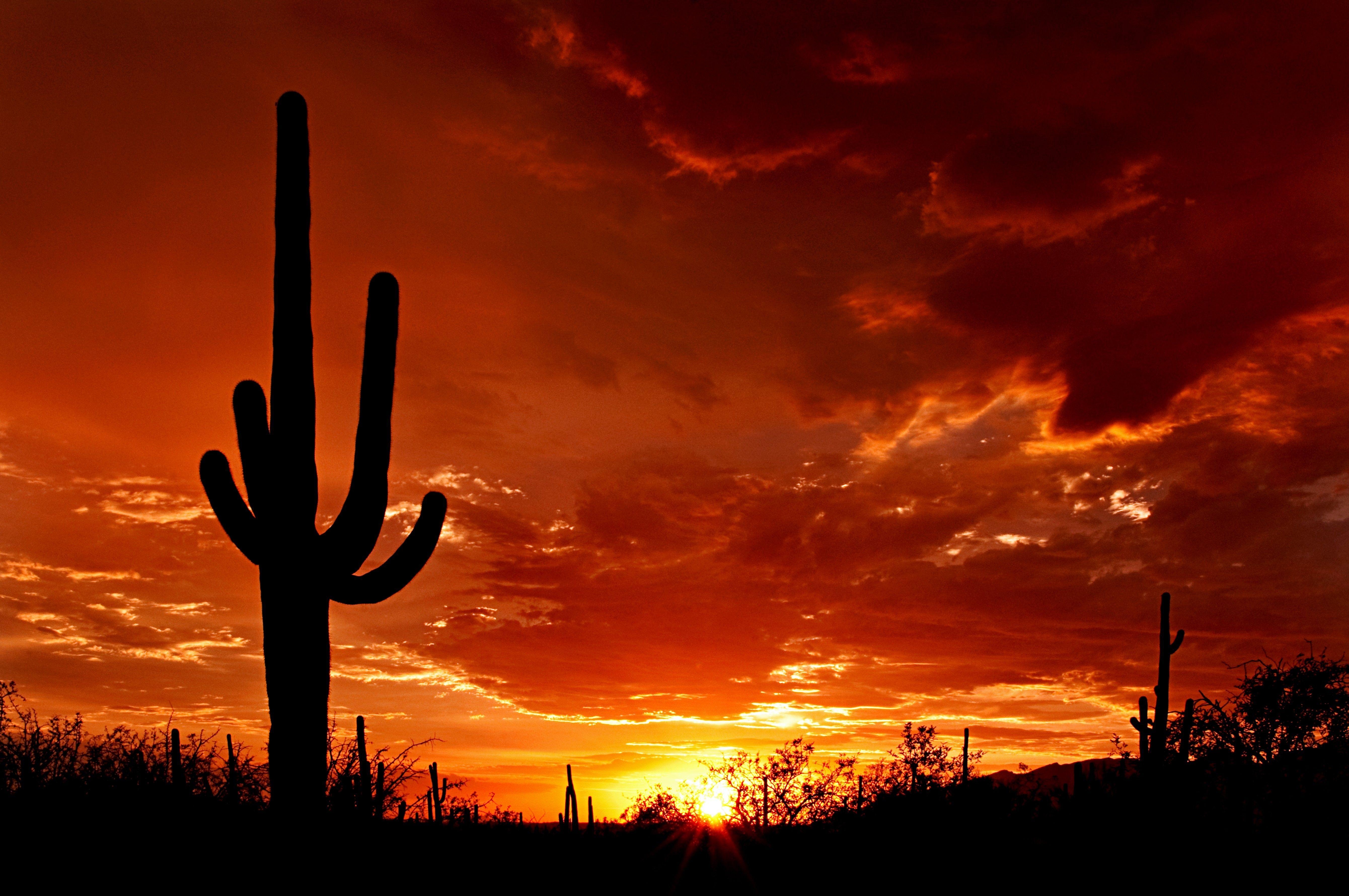 Tucson Arizona, Sonnenuntergang, Desktop, Hintergrund, Garten, 5360x3560 4K Desktop