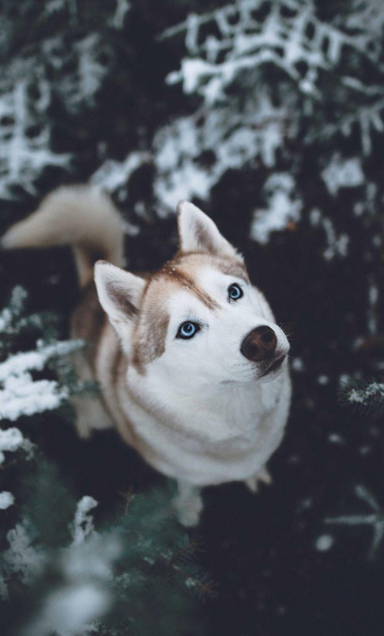 Sibirischer Husky, Tiere, Hund, 4K, iPhone, 1280x2120 HD Handy