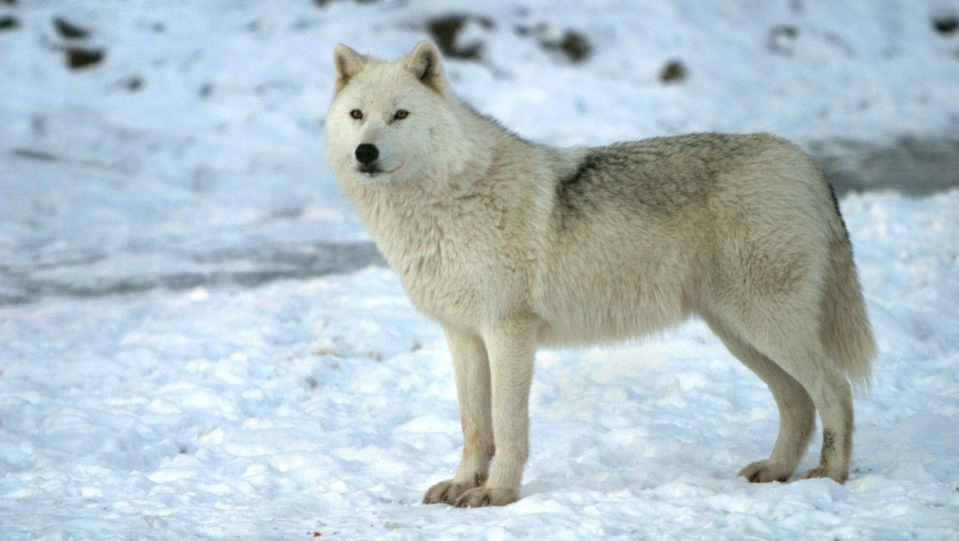 Arktischer Wolf, Schnee, Wildtier, Kälte, Natur, 1360x770 HD Desktop