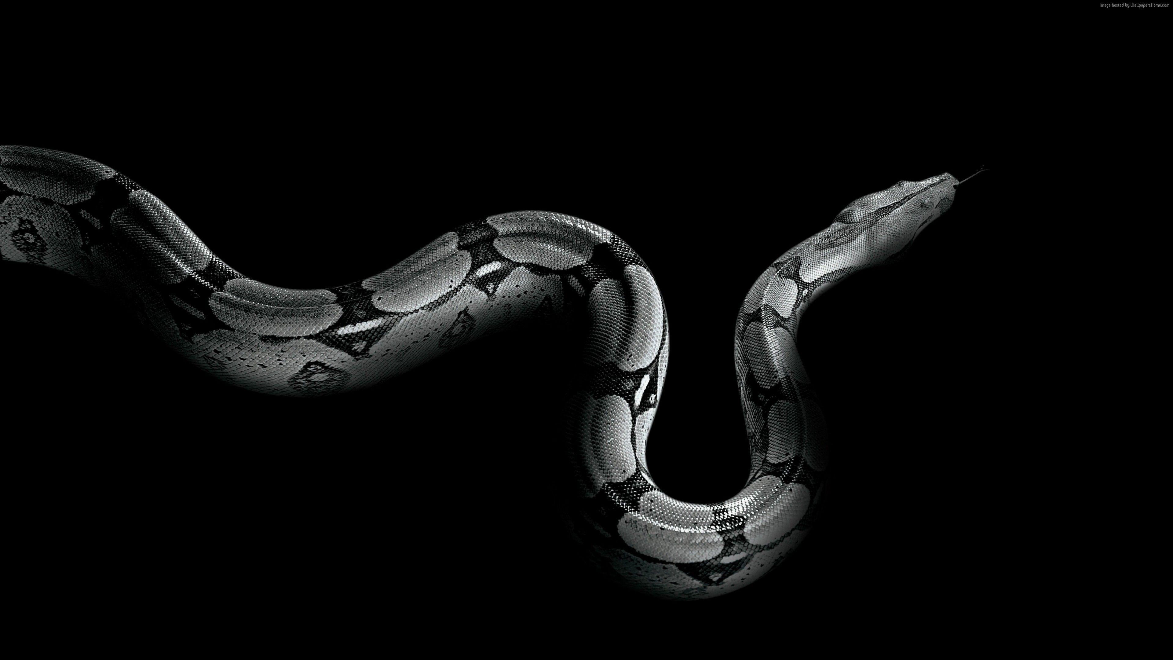 Python Schlange, Tiere, Hintergrund, Reptilien, Bild, 3840x2160 4K Desktop