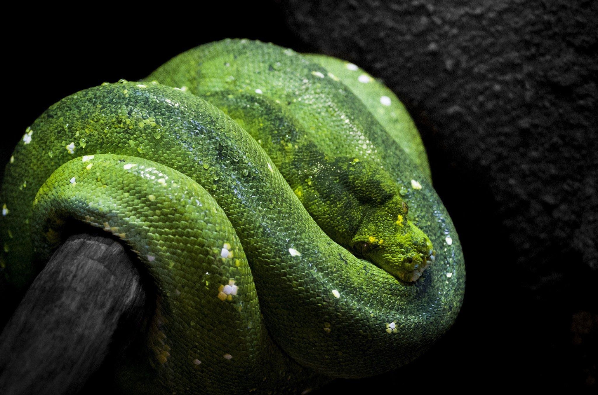 Grün Python, Schlange, 1354er Bild, Reptil, Natur, 2050x1360 HD Desktop