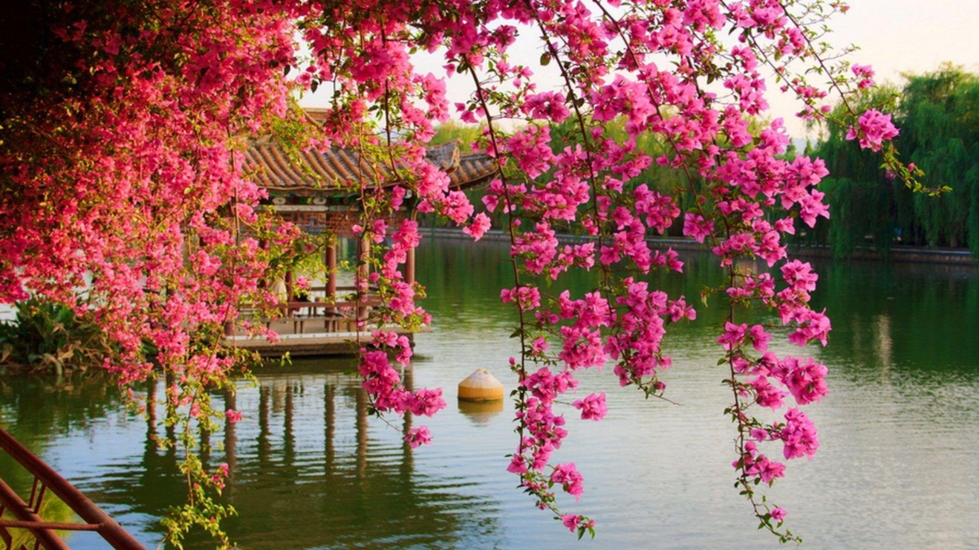 Frühling Blumen, Kunming, Chinesischer Park, Natur, 1920x1080 Full HD Desktop