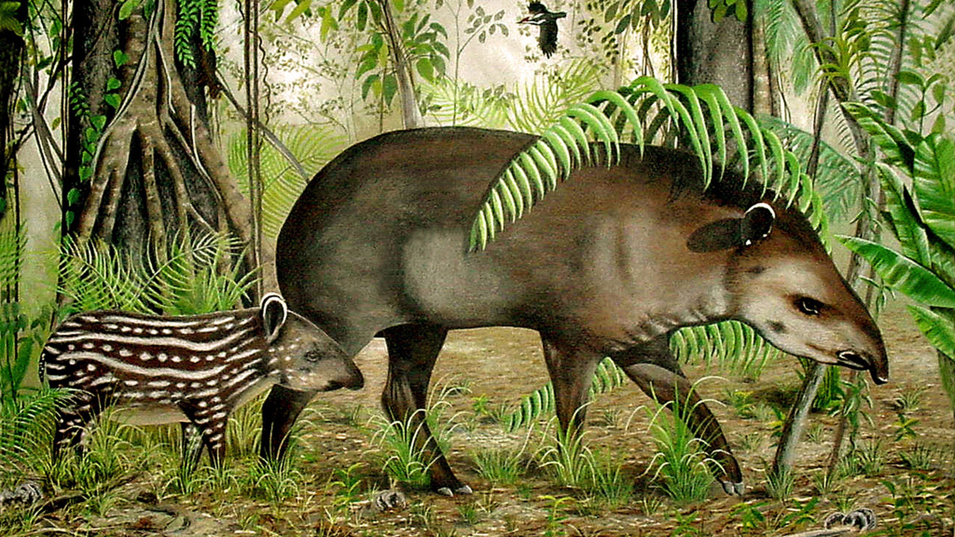 Tapir, HQ, Hintergrund, Natur, Tiere, 3840x2160 4K Desktop