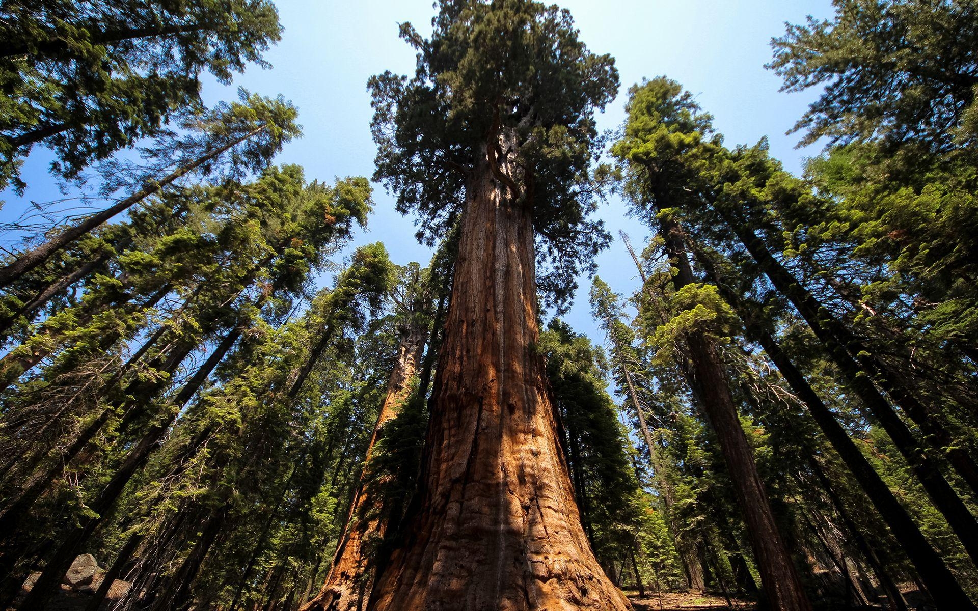 Redwood Wald, Original, Serie, Natur, Reisen, 1920x1200 HD Desktop