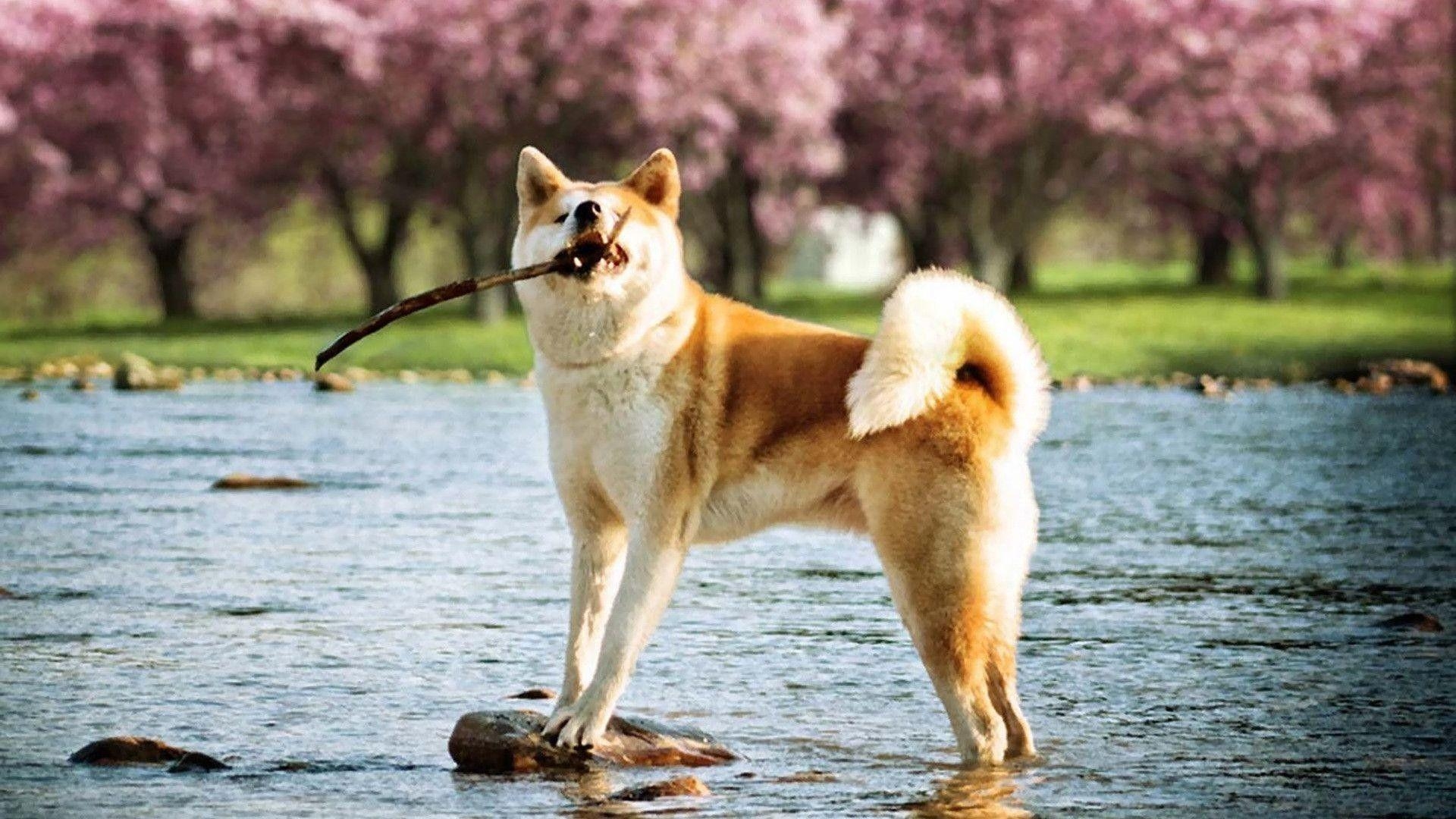 Shiba Inu, Tier, Bild, Hund, Hintergrund, 1920x1080 Full HD Desktop