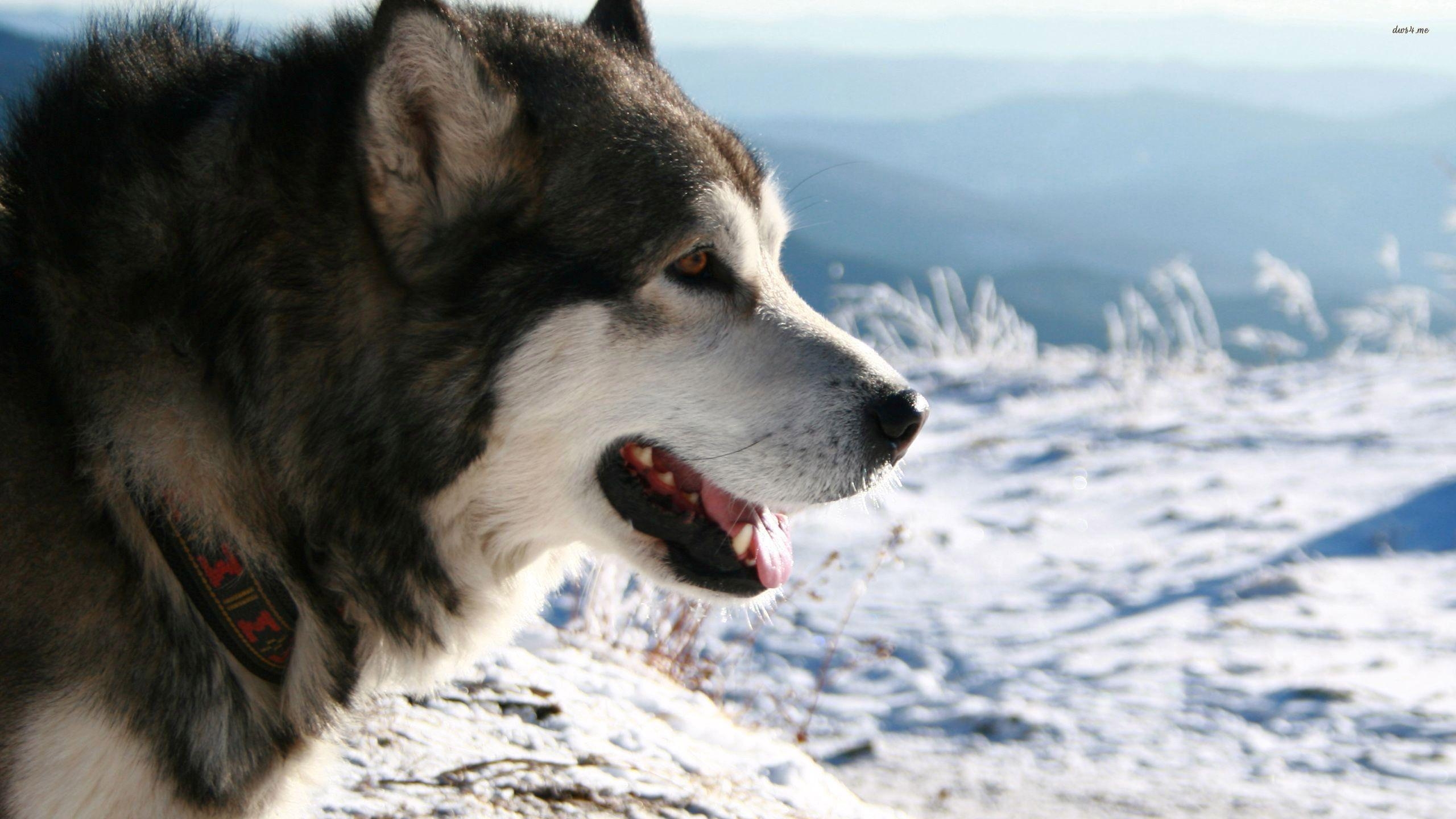 Alaskan Malamute, Hintergrund, Bild, Fotografie, Tiere, 2560x1440 HD Desktop