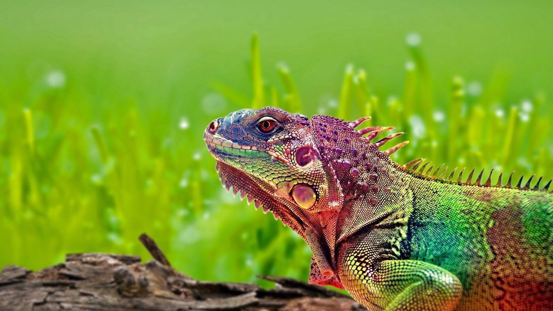 Eidechse, HD, Reptil, Natürlich, Farbenreich, 1920x1080 Full HD Desktop