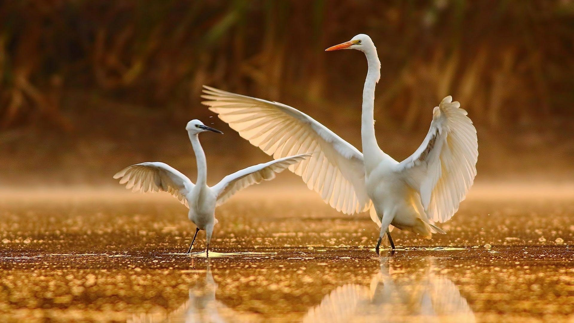 Kranich Vogel, Hintergrund, Natur, Tiere, Bild, 1920x1080 Full HD Desktop