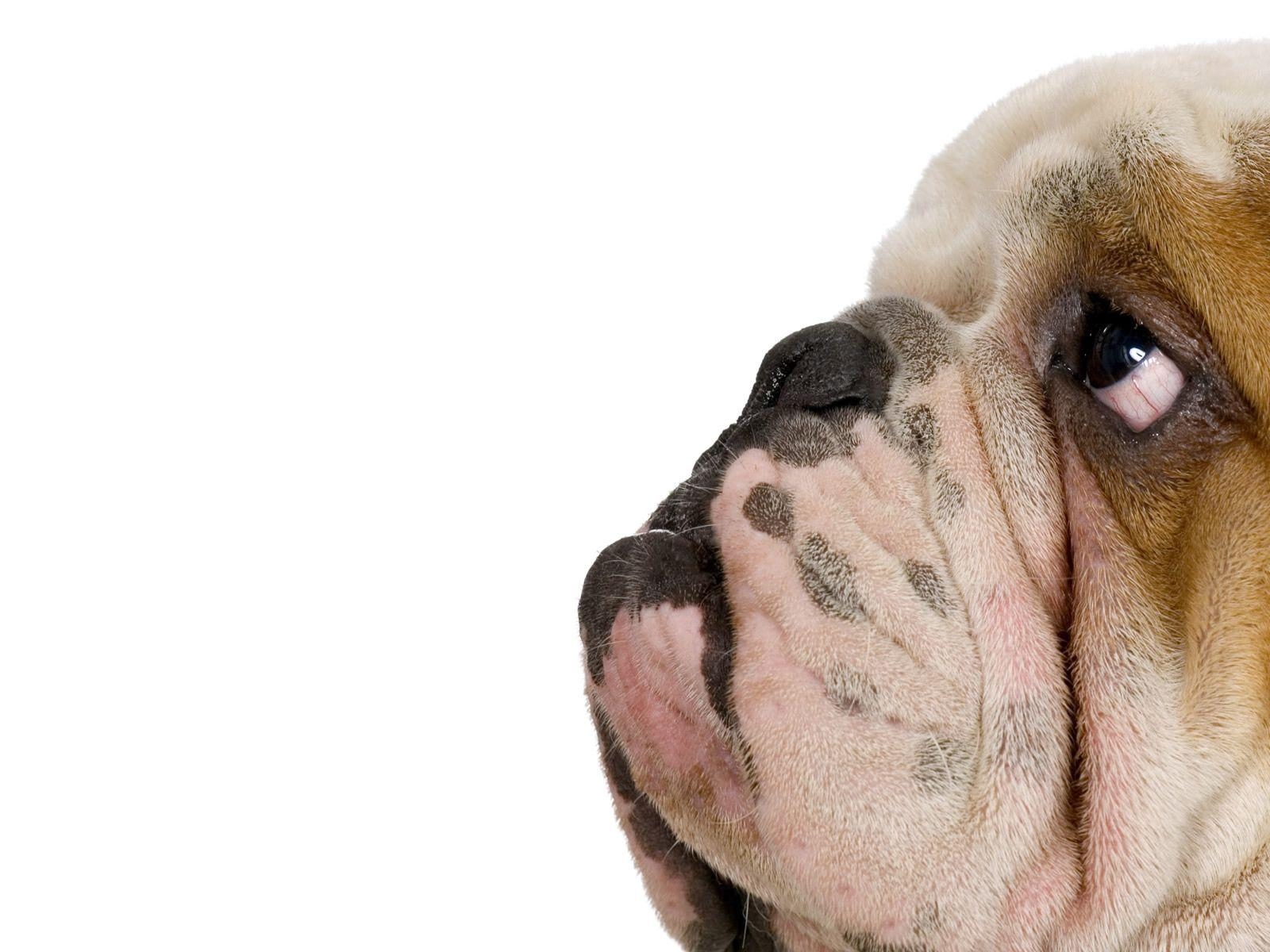 Bulldogge, verspielter Hund, treu, Hundefreund, Tierfotografie, 1600x1200 HD Desktop