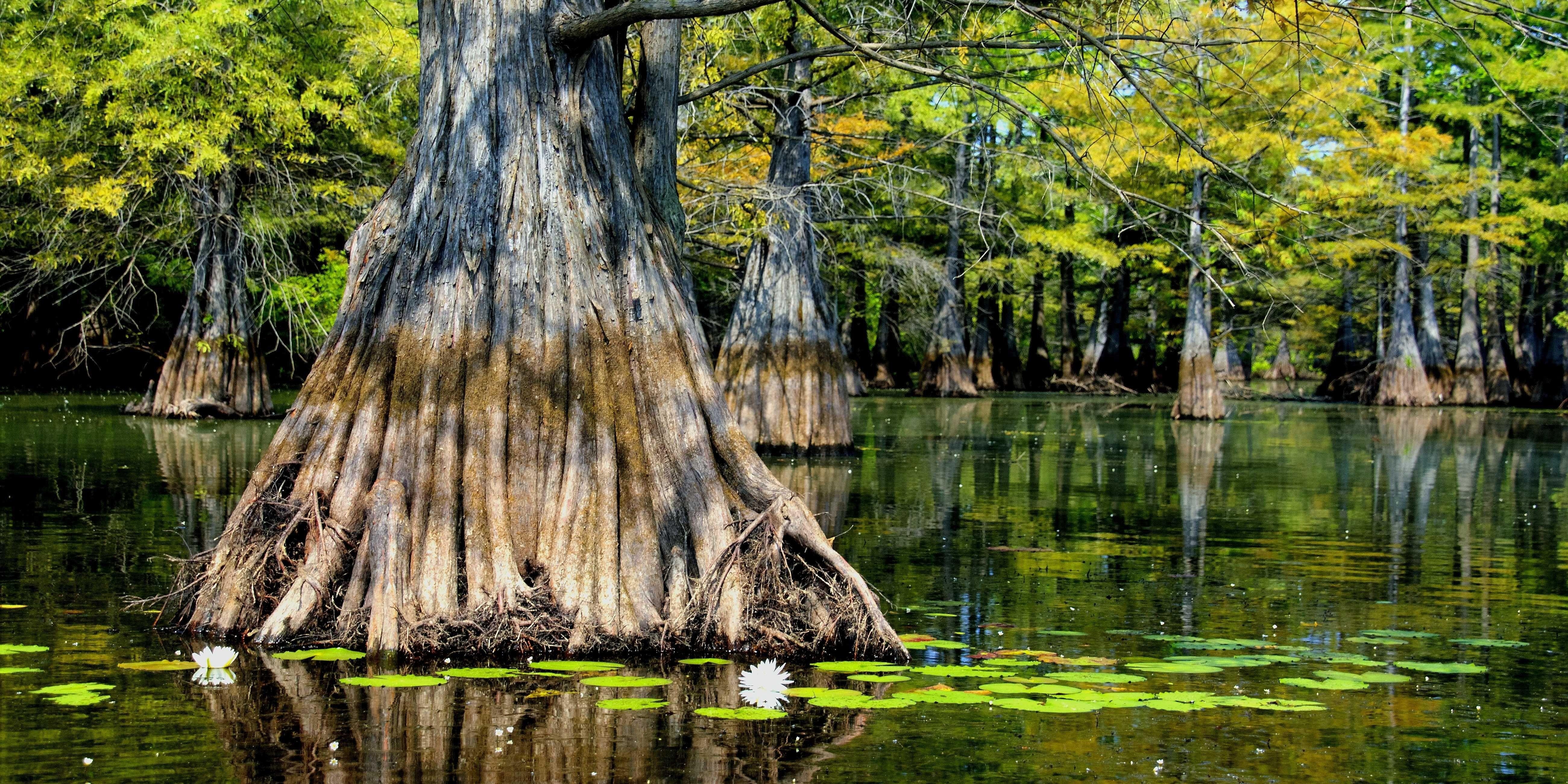 Louisiana, Sumpf, Desktop, Landschaft, USA, 5210x2610 4K Desktop