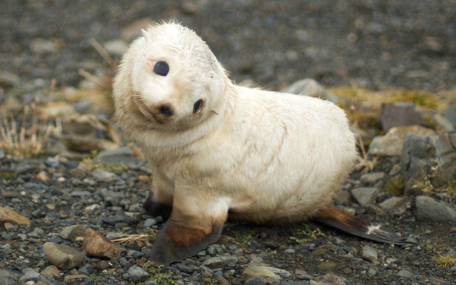 Baby Robbe, Jungtier, niedlich, Meeressäugetiere, Tierwelt, 1920x1200 HD Desktop