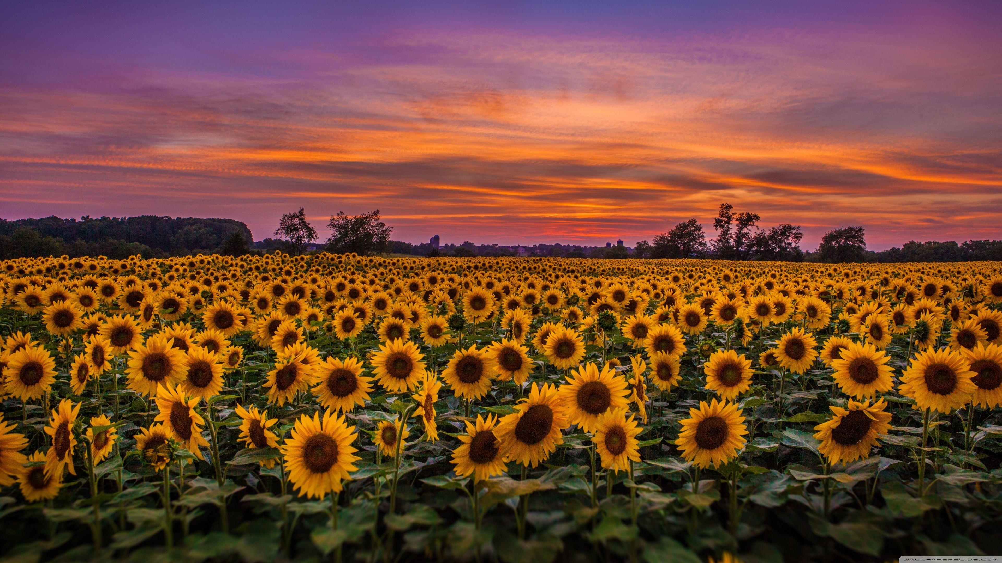 Sonnenblumenfeld, 4K, HD, Natur, TV, 3840x2160 4K Desktop