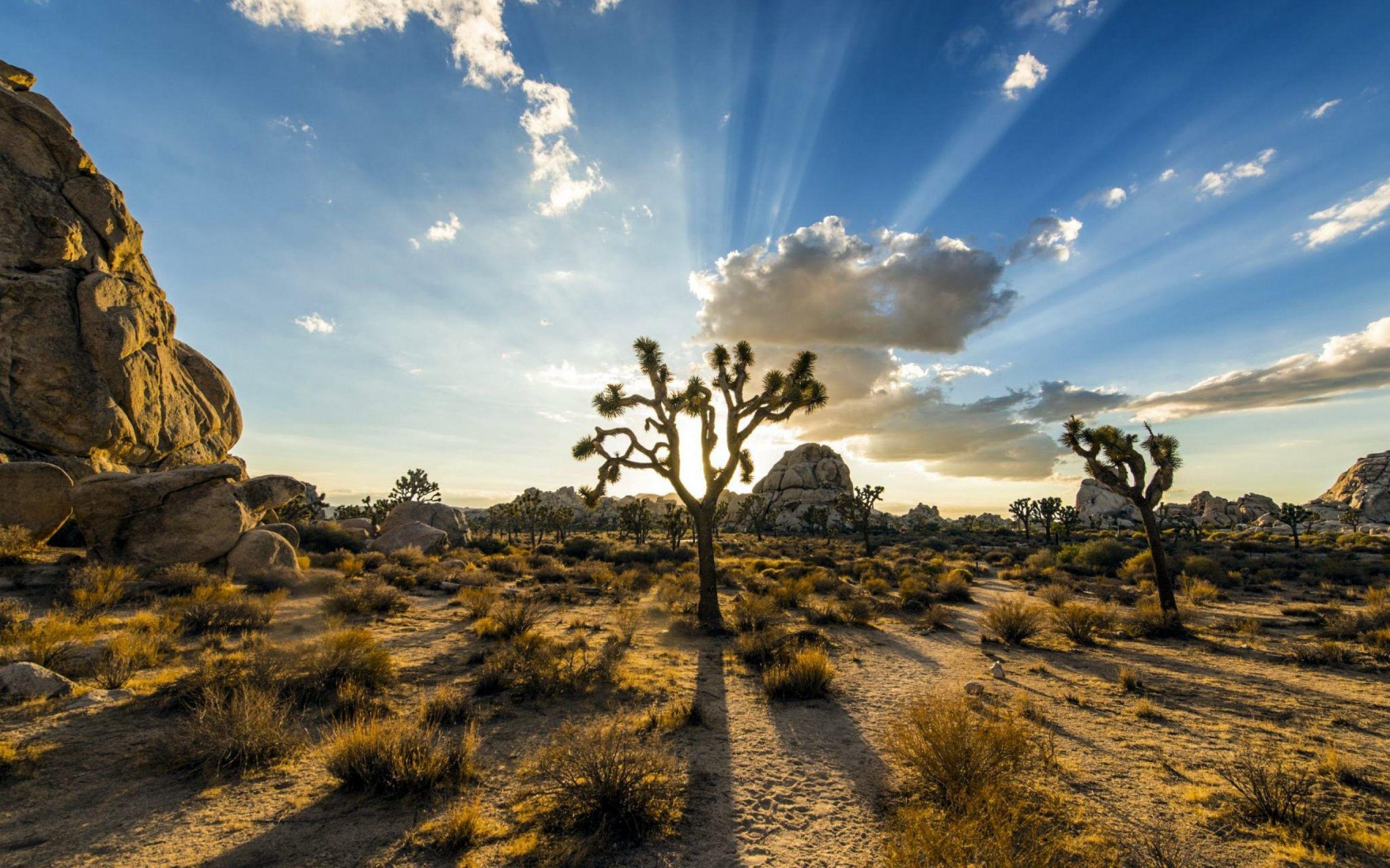 Joshua Tree, Nationalpark, 1080p, Natur, Hintergrund, 2560x1600 HD Desktop