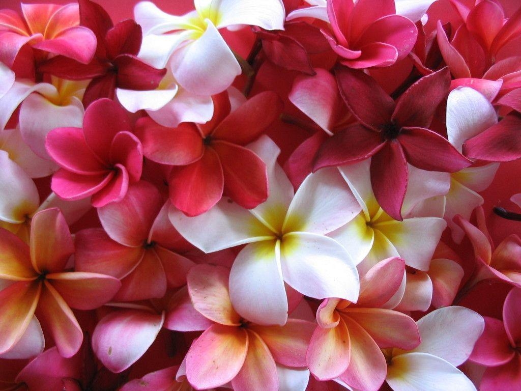 Plumeria, Hintergrundbild, Hawaiʻi, Blumen, Natur, 1030x770 HD Desktop