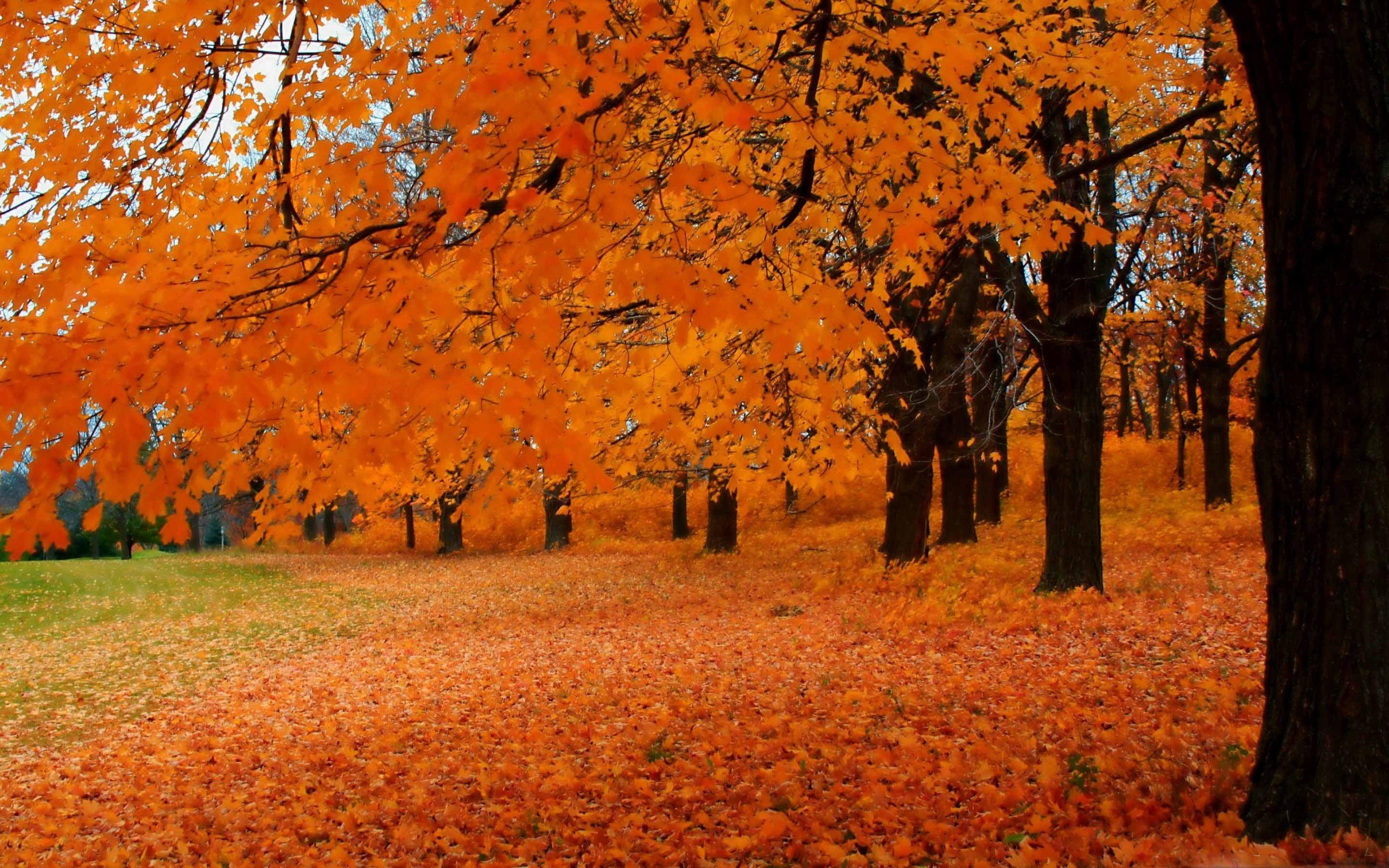 Herbst, Wisconsin, Mac, Download, Reisen, 2560x1600 HD Desktop