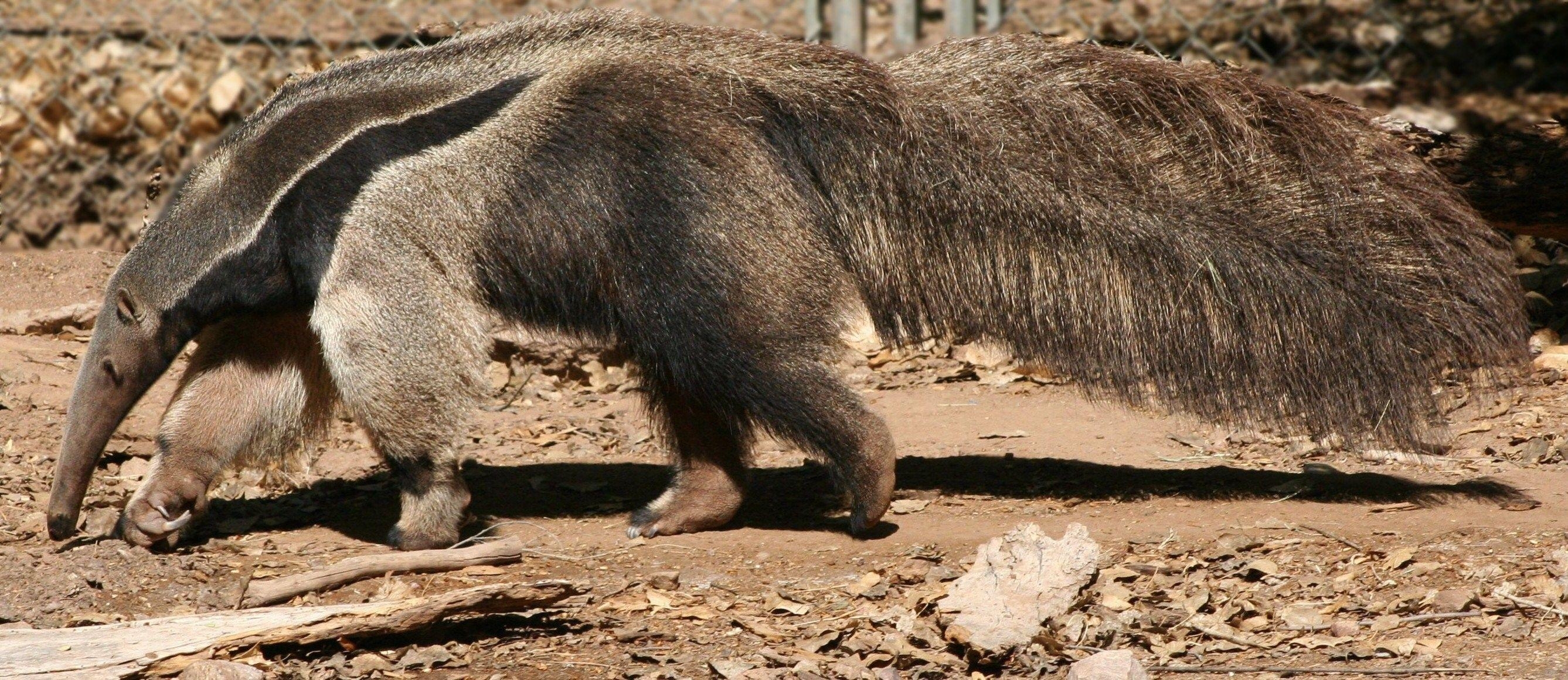 Ameisenbär, HD, Natur, Vermilingua, 4K, 2680x1160 Dual Screen Desktop