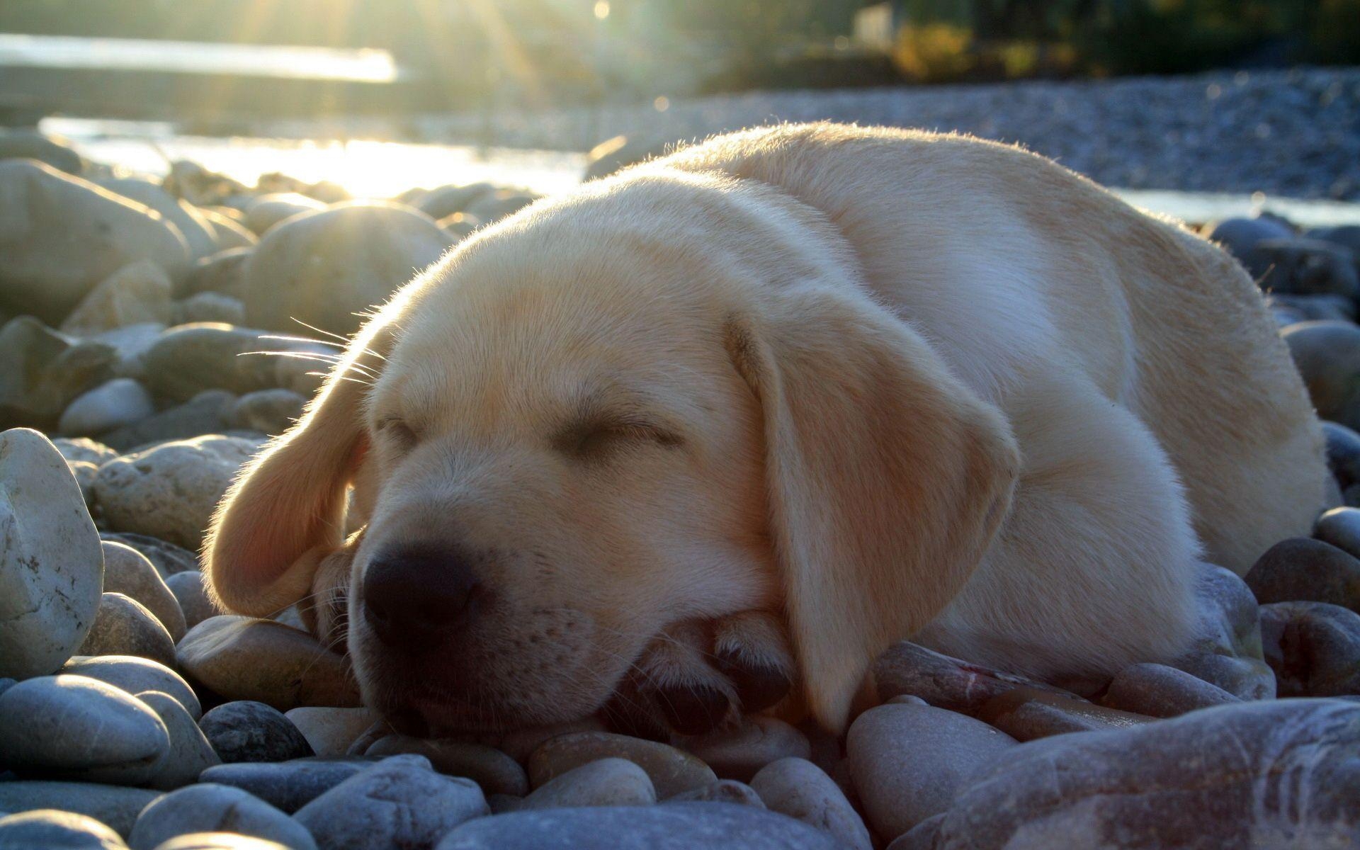 Schlafender Labrador, Akbash, Hund, Hintergrund, Tier, 1920x1200 HD Desktop