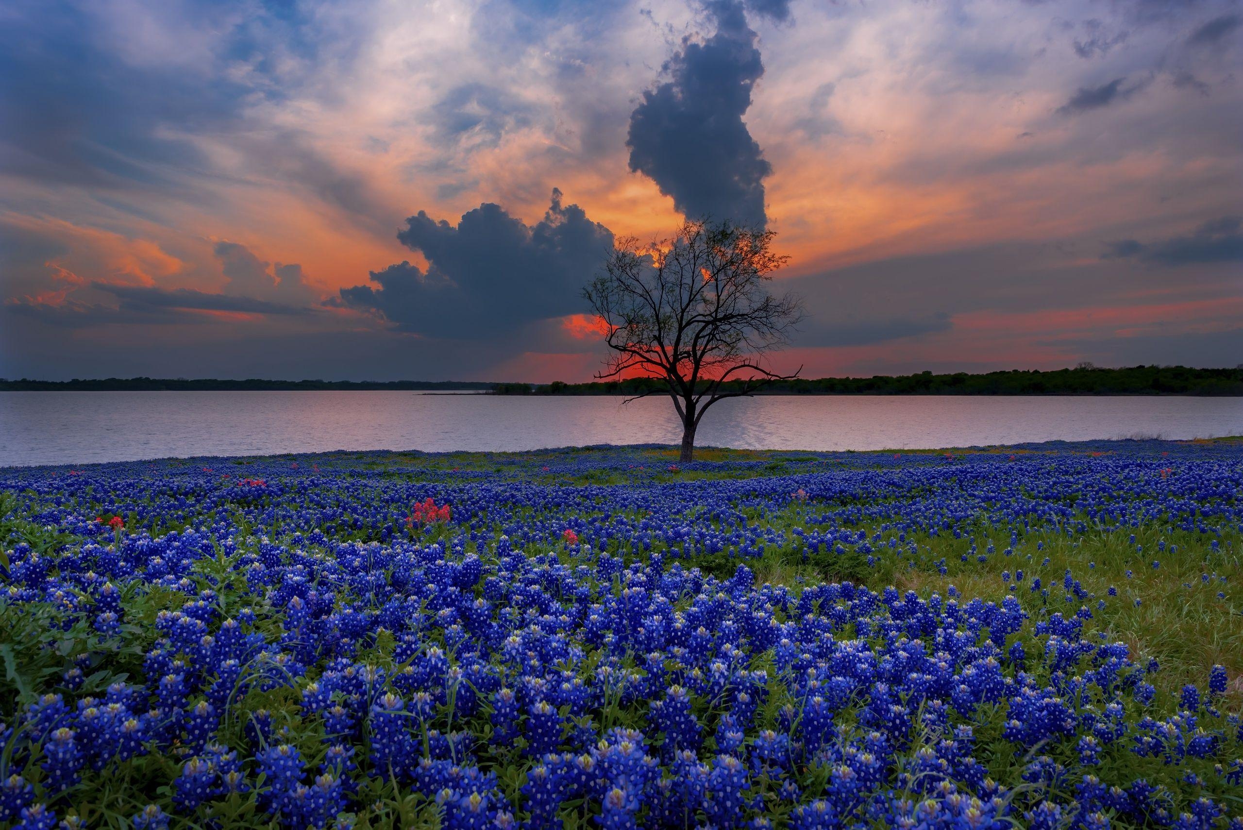 Texas, Bluebonnet, Natur, Blume, Frühling, 2560x1710 HD Desktop