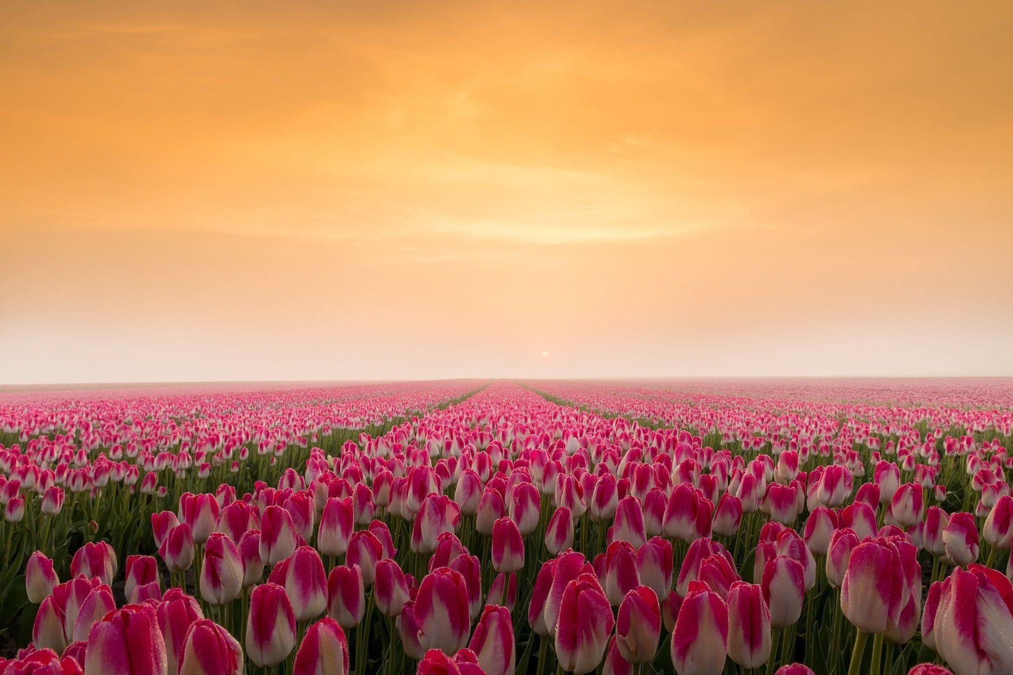 Sonnenaufgang, Tulpenfeld, Niederlande, Bild, Reisen, 2000x1340 HD Desktop