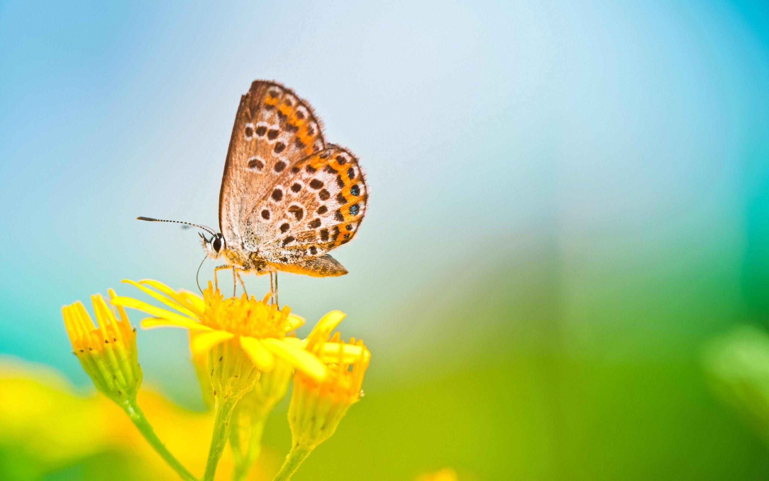 Schmetterling, Hintergrundbild, hochauflösend, Natur, Farben, 2560x1600 HD Desktop