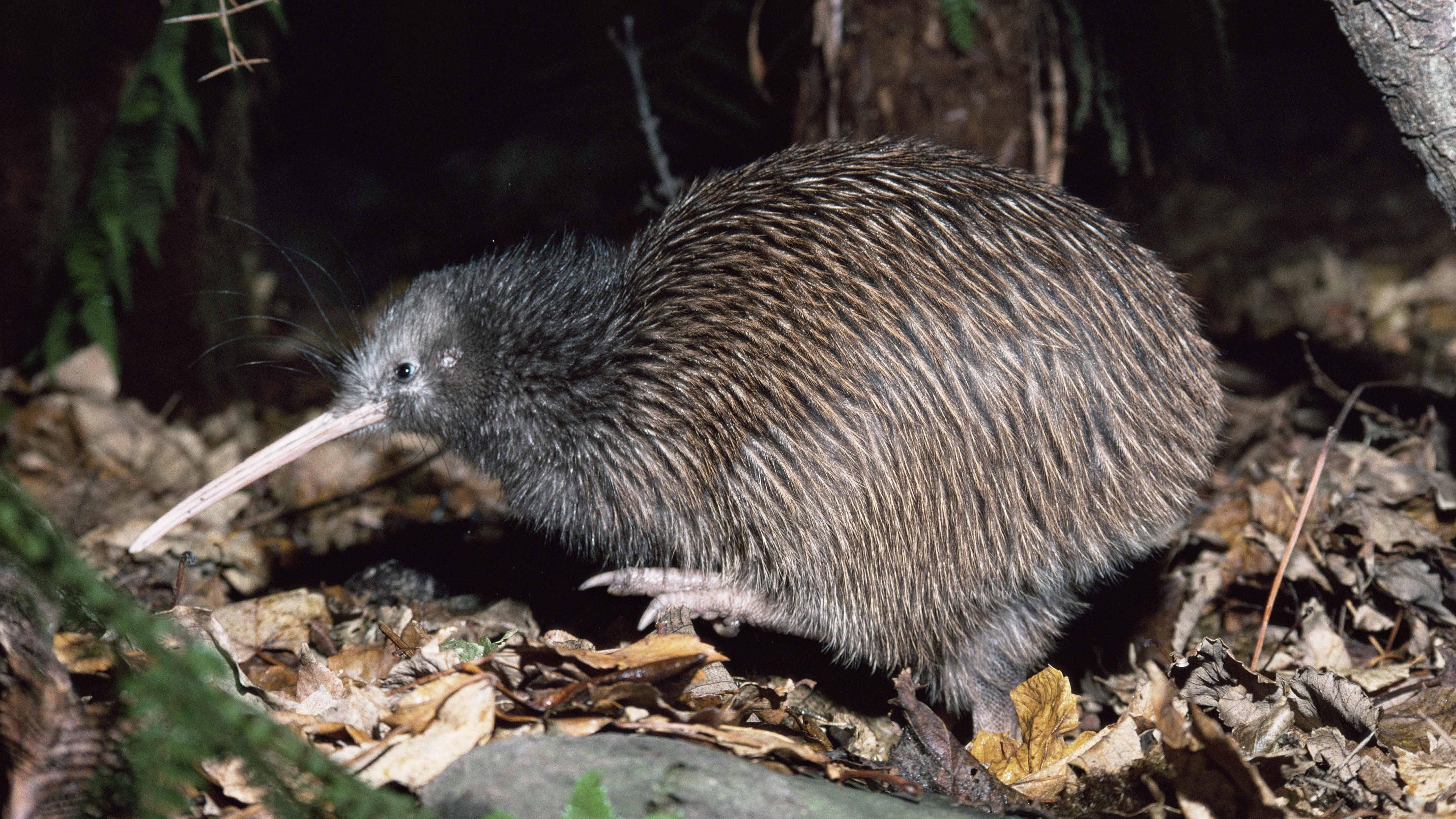 Kiwi, HD, Hintergrund, Tiere, Vögel, 5650x3180 4K Desktop