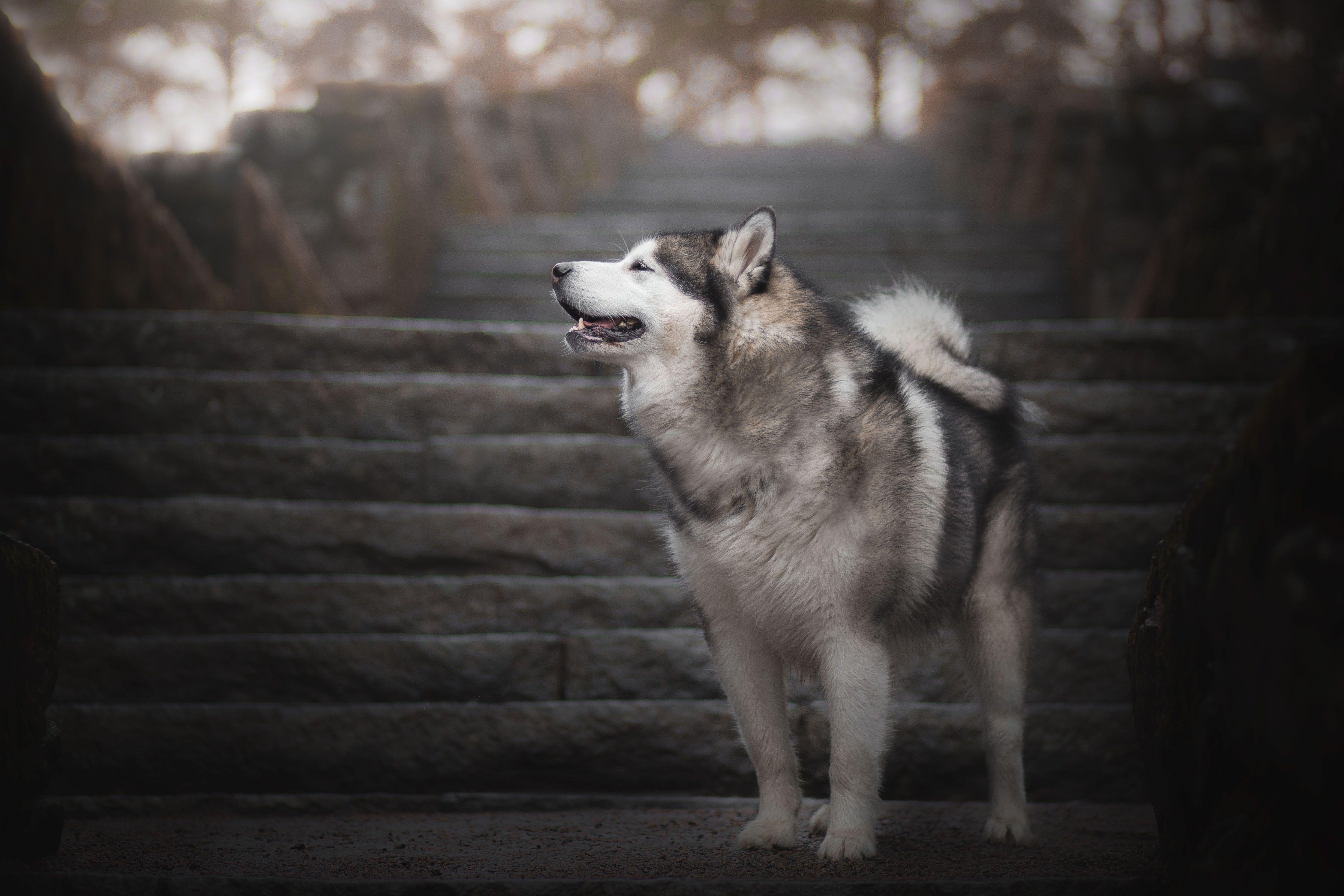 Alaskan Malamute, 4K, Ultra HD, Hintergrundbild, Alaska, 4930x3290 4K Desktop