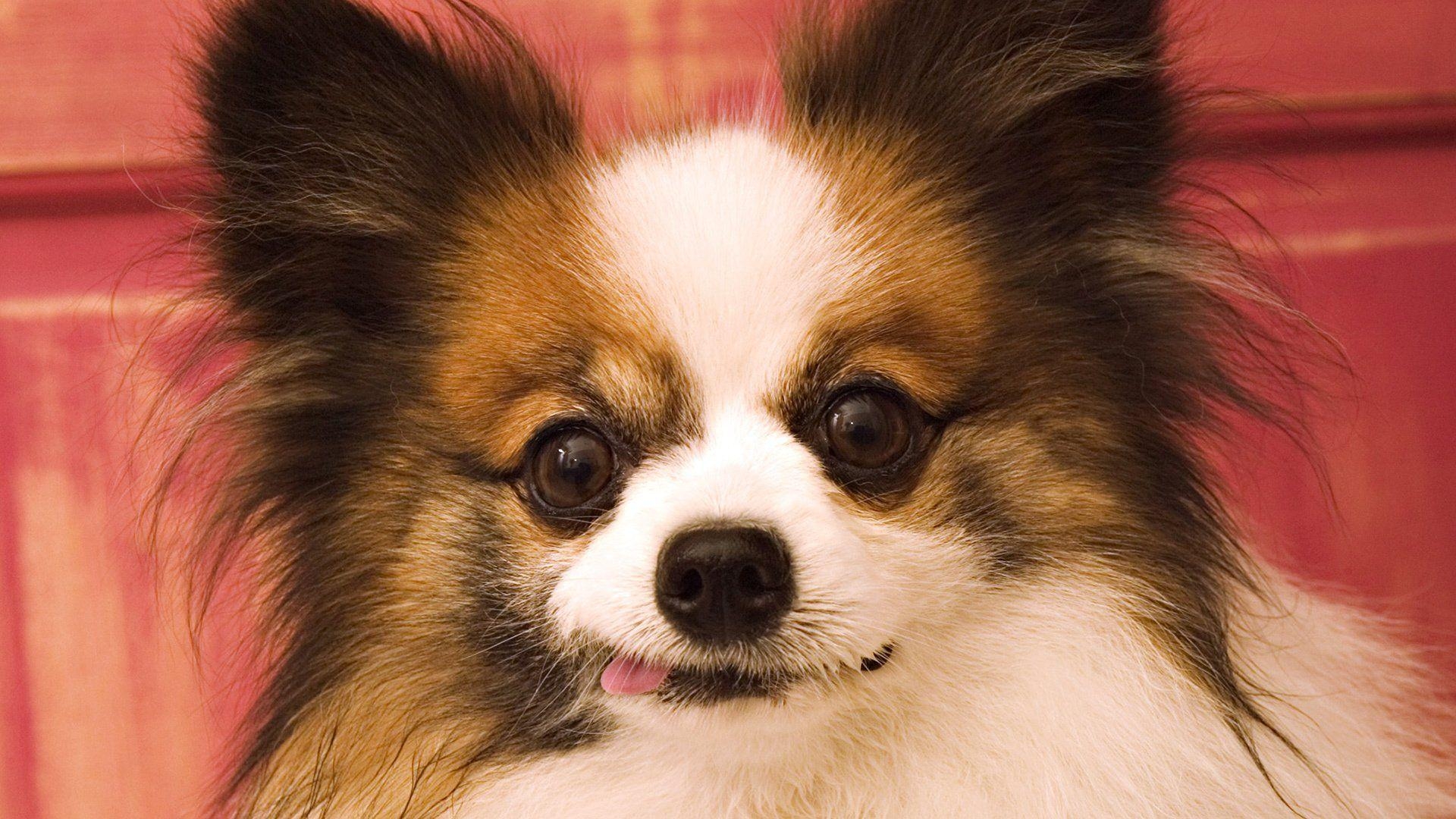 Papillon, Desktop-Hintergrund, Hunde, Bild, Foto, 1920x1080 Full HD Desktop