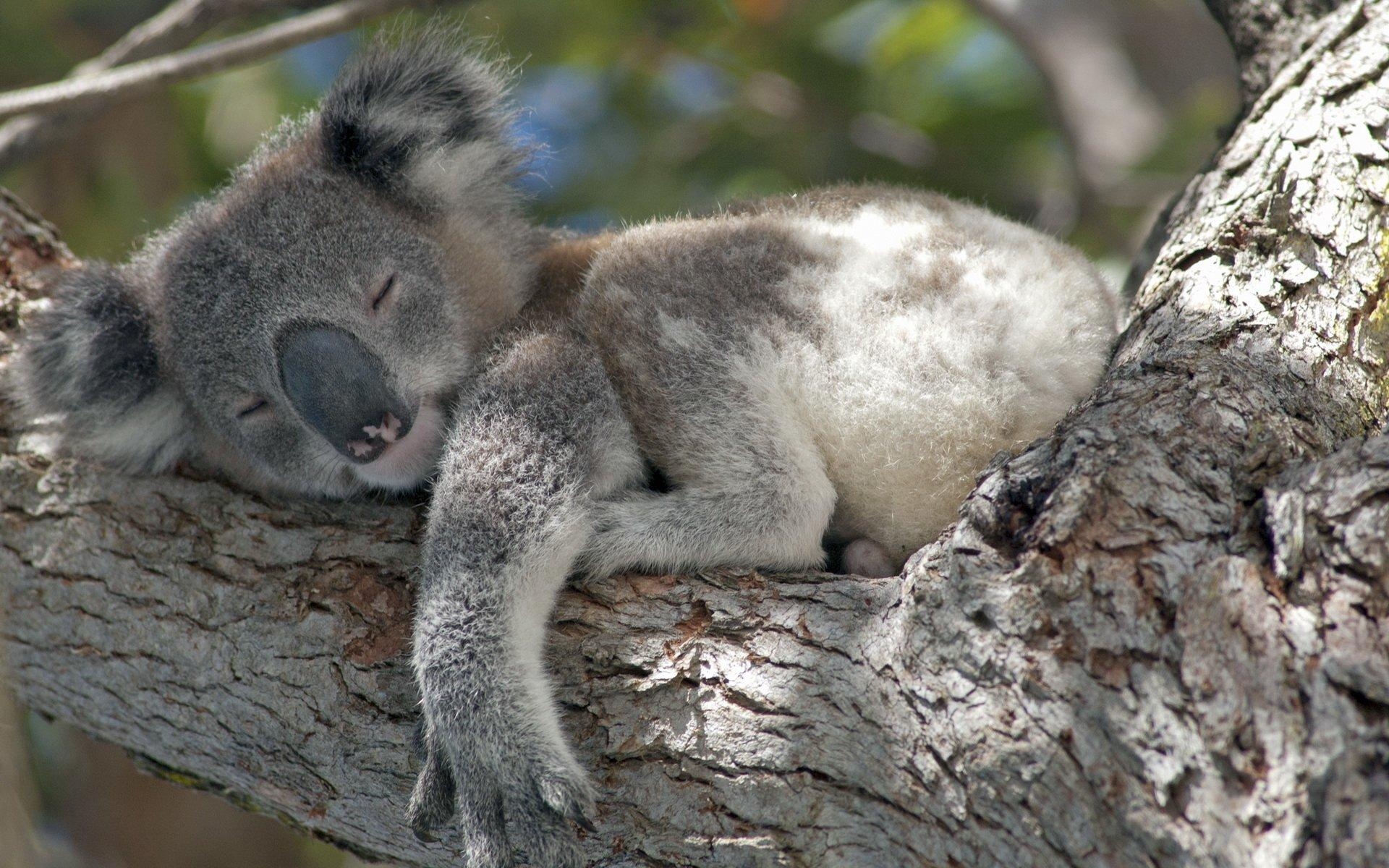 Koala, Tier, Australien, Bild, Hintergrund, 1920x1200 HD Desktop