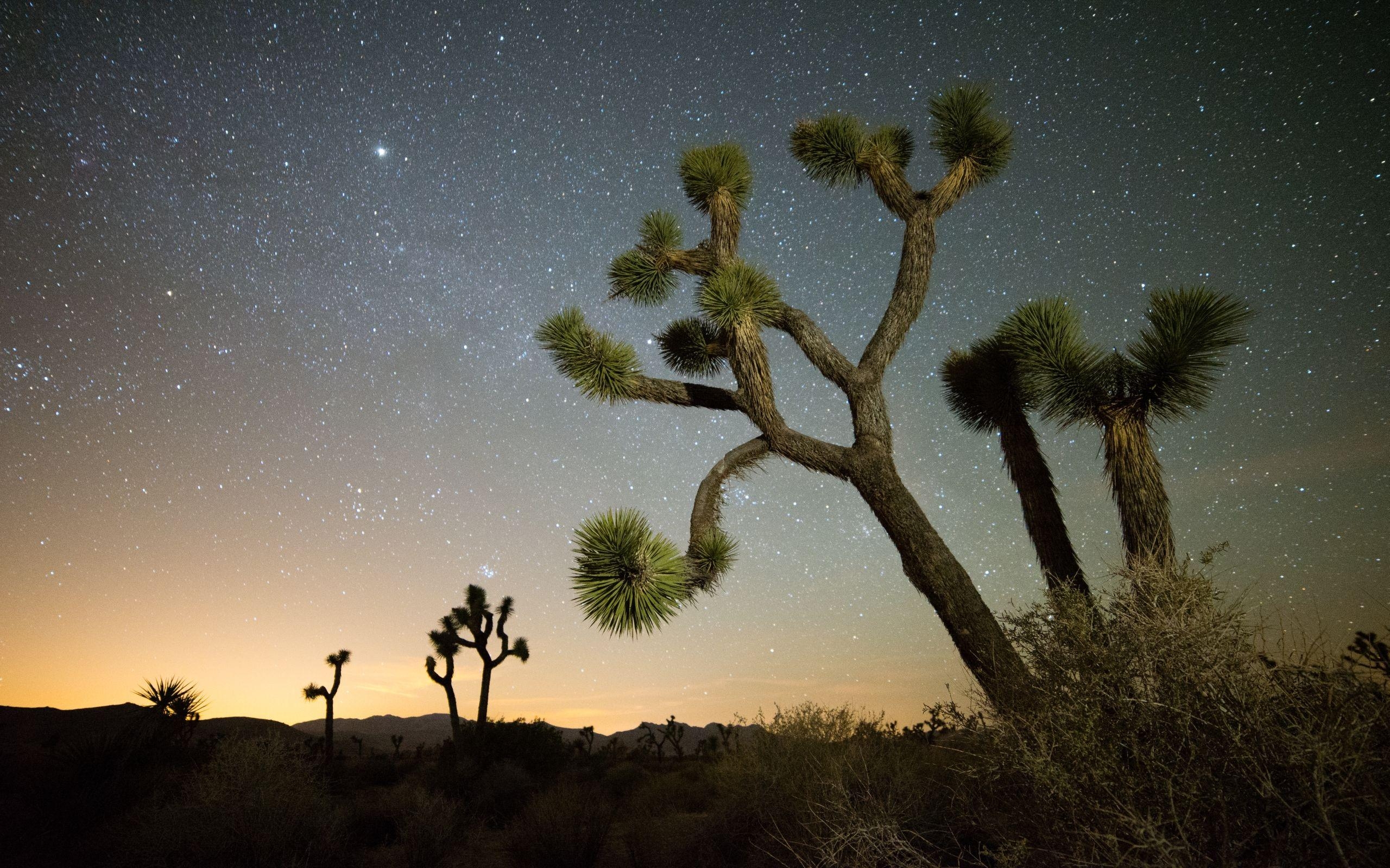 Joshua Tree Nationalpark, HD Bild, 2560x1600 HD Desktop