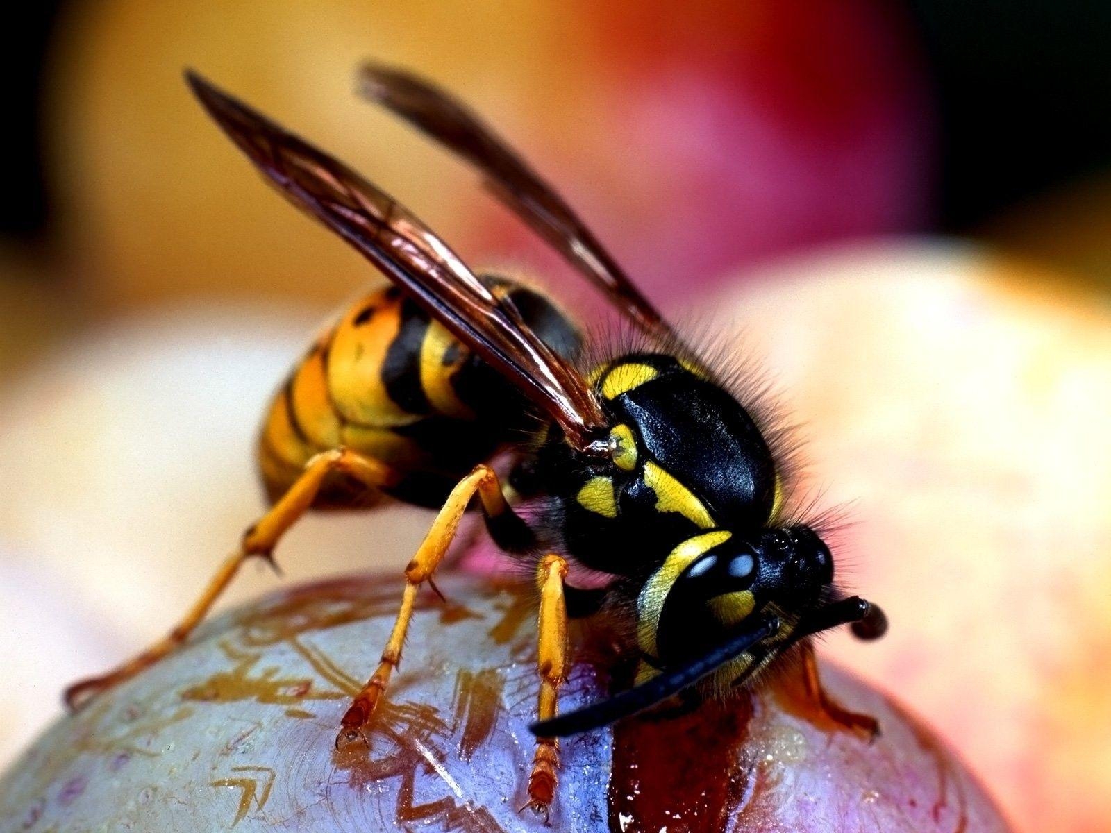 Bienen, Insekten, Farbenfroh, herunterladen, HD, 1600x1200 HD Desktop