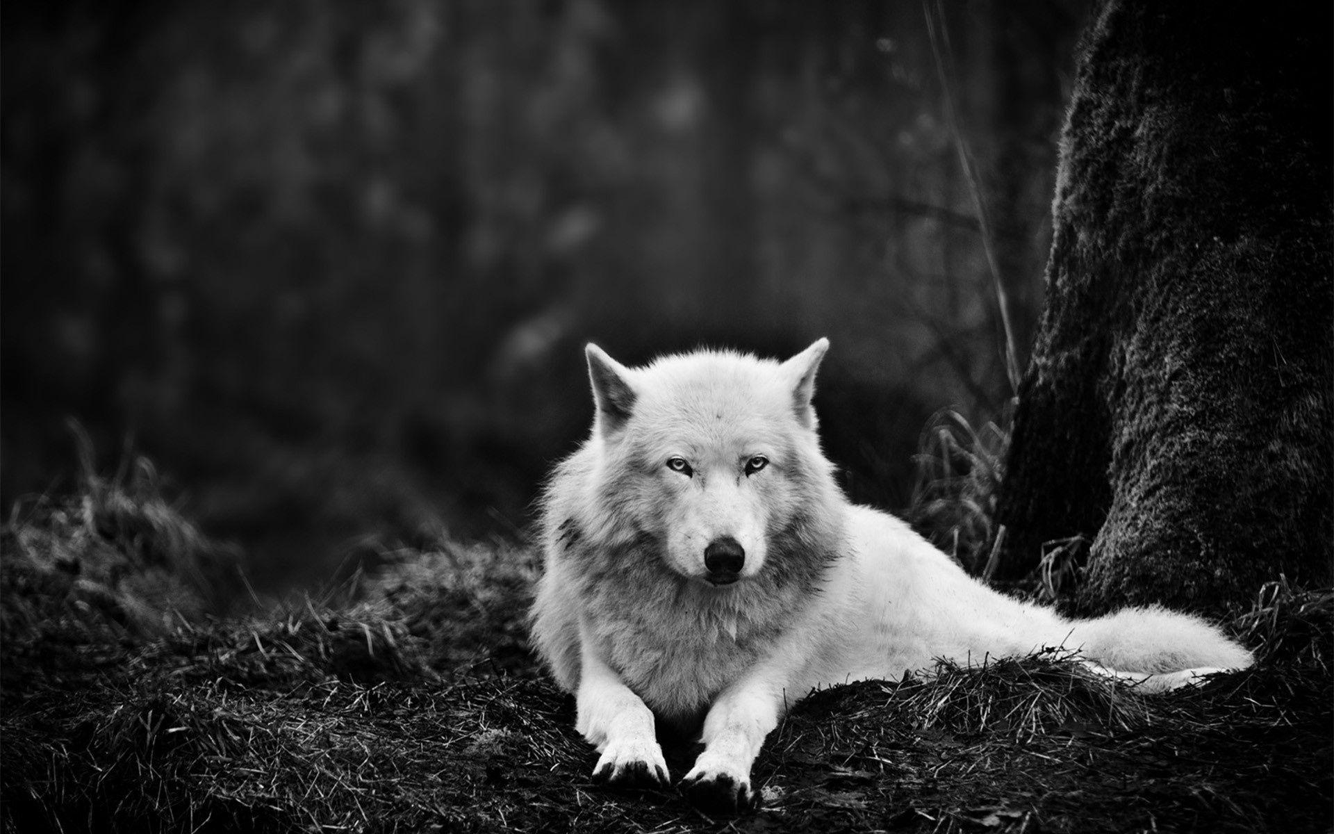 Weißer Wolf, Desktop, HD, Hintergrund, Tier, 1920x1200 HD Desktop