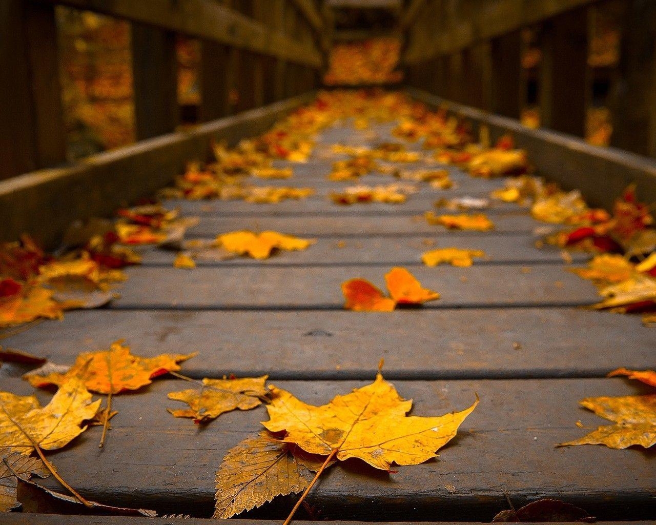 Herbstwald, Holzbrücke, Farben, Ruhig, Natur, 1280x1030 HD Desktop