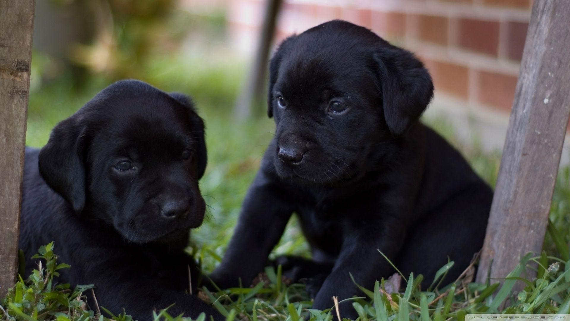 Labrador, Welpe, Hintergrund, Hund, Tier, 1920x1080 Full HD Desktop