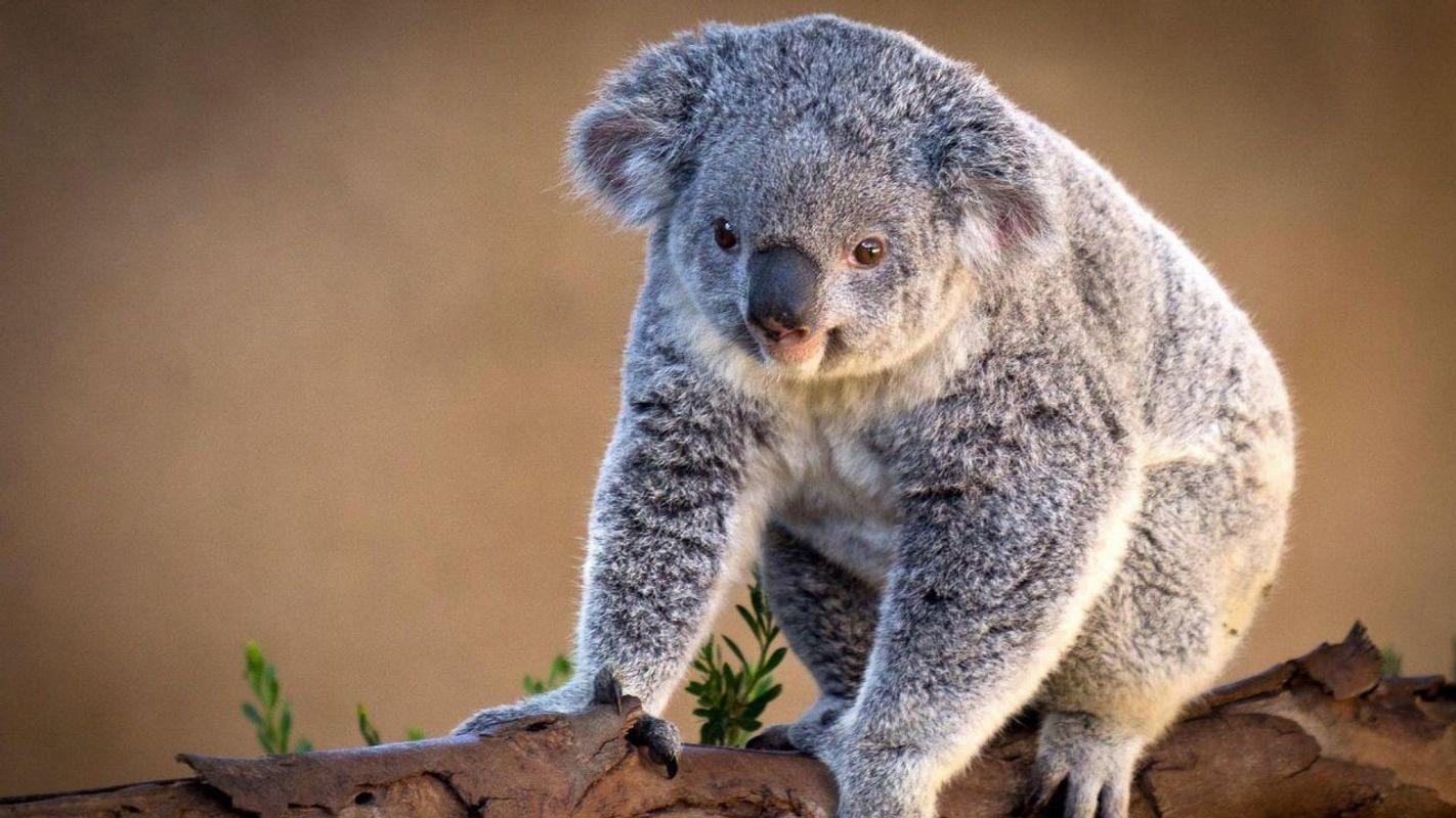 Koala, Android, Hintergrund, Australien, Tiere, 1430x800 HD Desktop