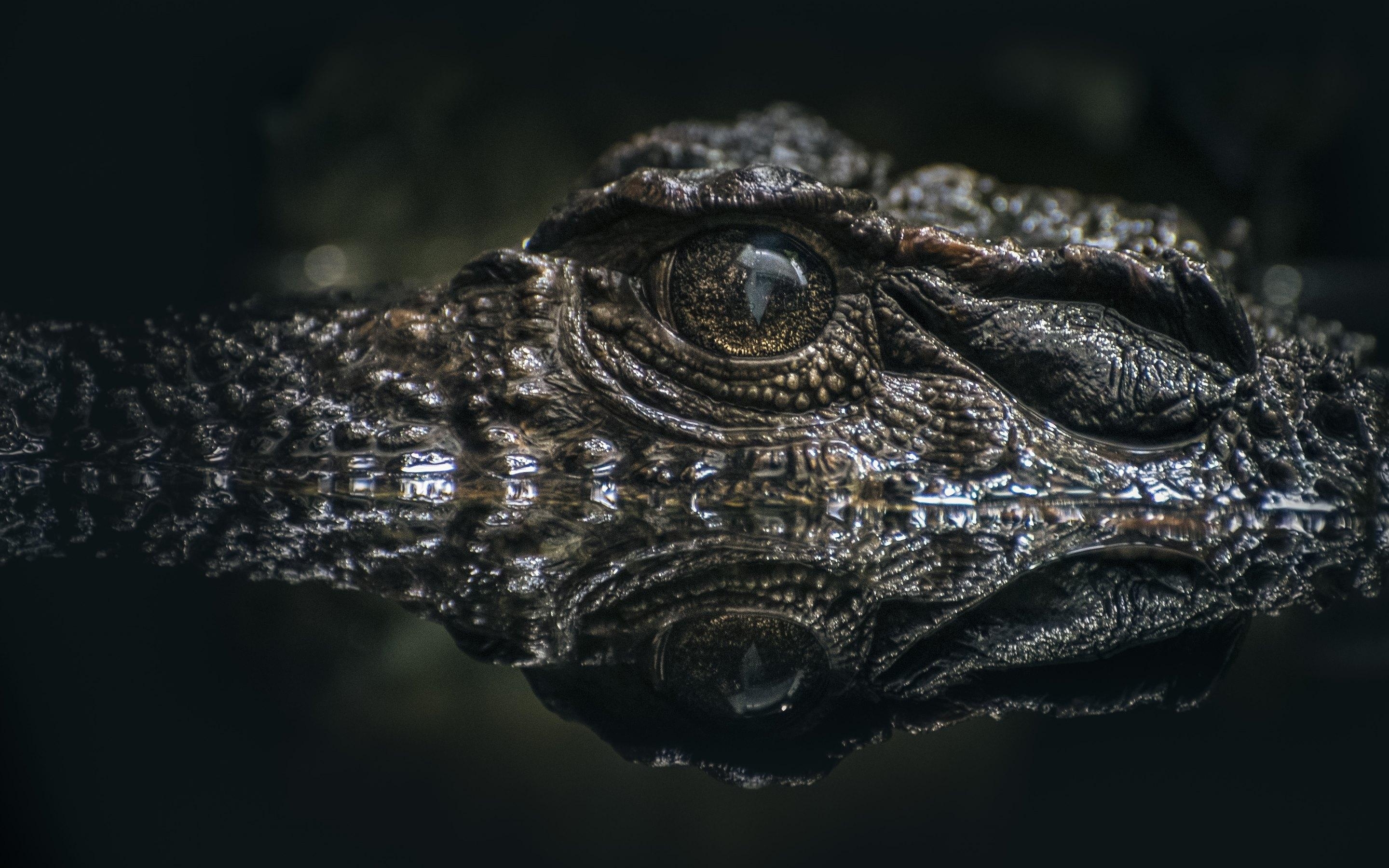 Alligator, Tiere, Krokodil, Raubtier, Reptilien, 2880x1800 HD Desktop