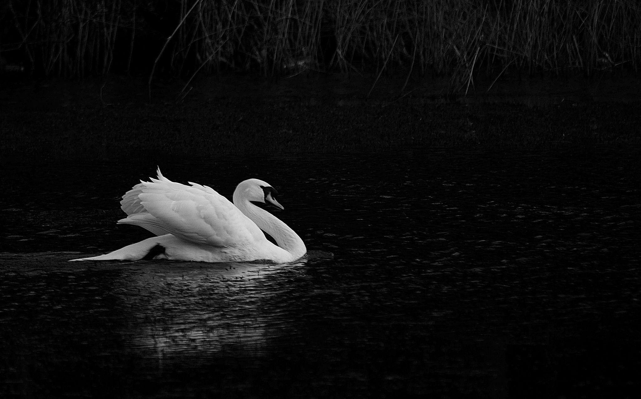 Schwan, Computer, Hintergrund, Tiere, Vogel, 2050x1280 HD Desktop