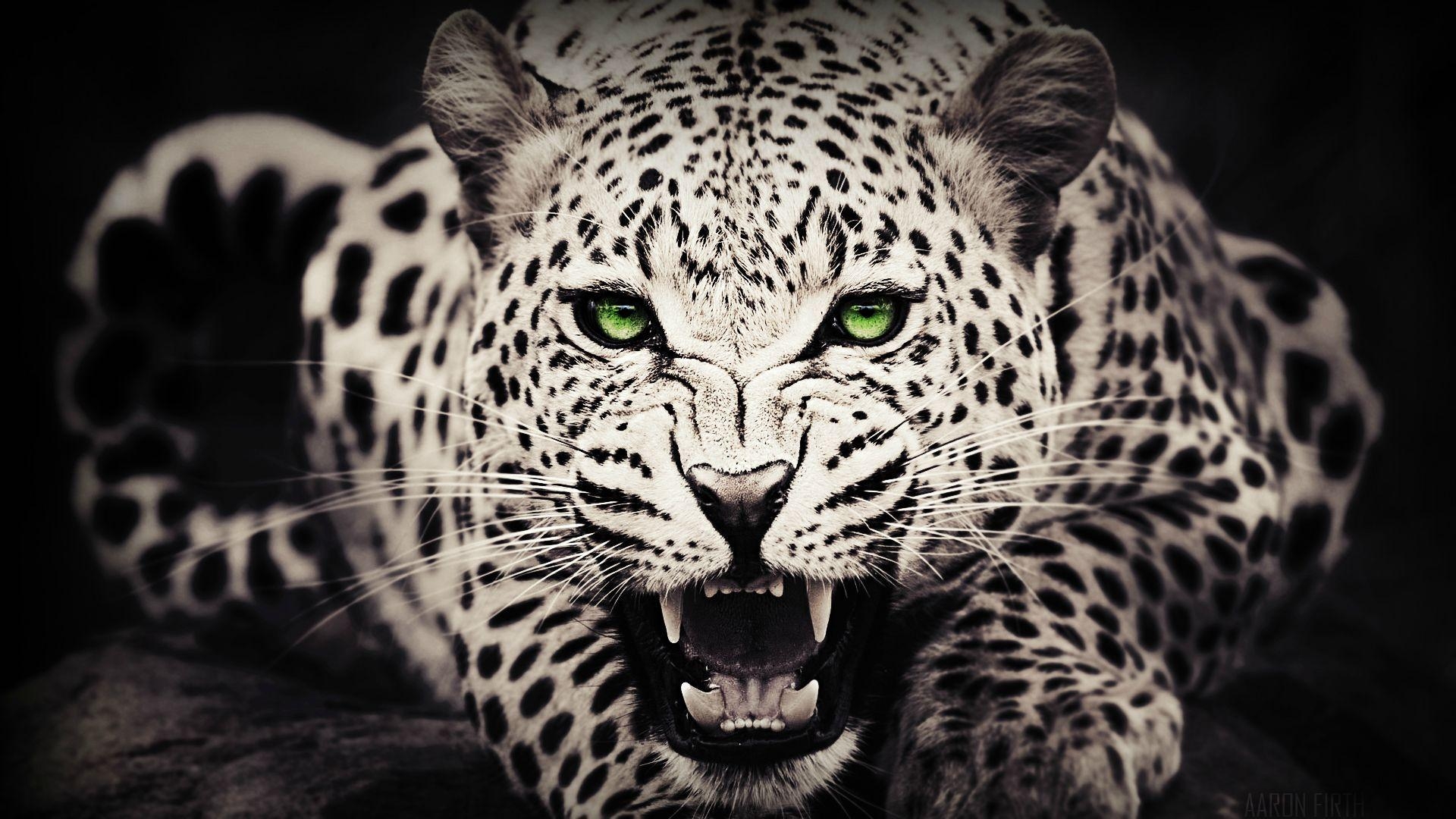 Leopard, 1080p, Tier Hintergrund, 1920x1080 Full HD Desktop