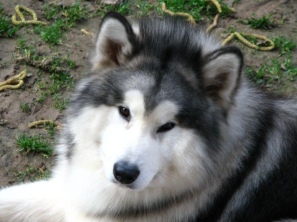 Alaskan Malamute, Gizmo, Foto, Hintergrund, Schön, 1030x770 HD Desktop