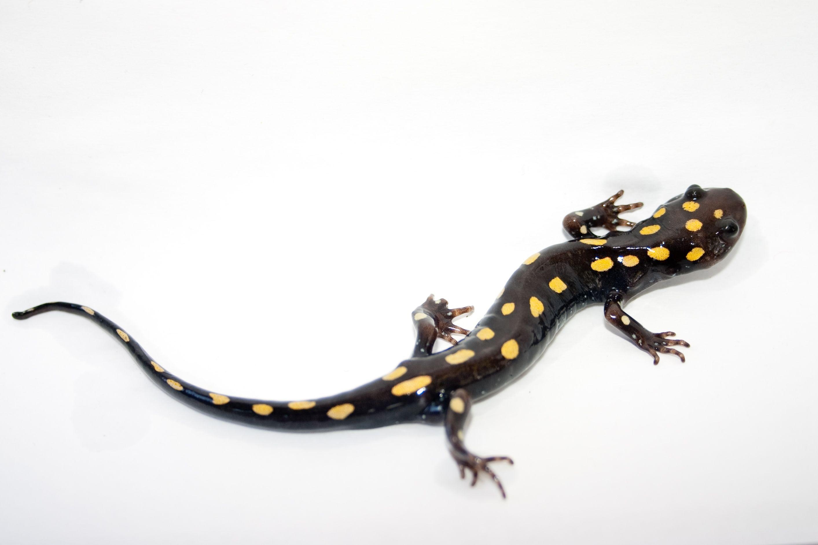 HD, Salamander, Tier, Natur, Hintergrund, 2830x1890 HD Desktop