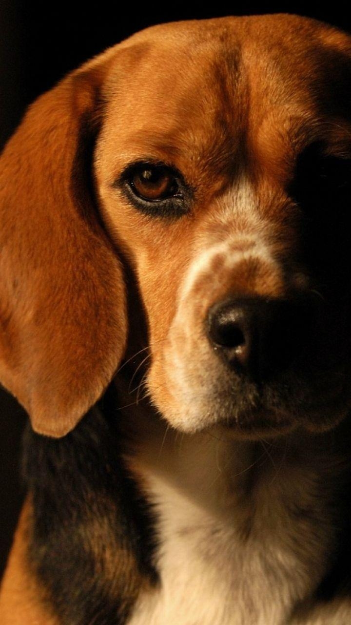 Beagle Hund, Tiere, Hintergrund, Bild, Tierfotografie, 720x1280 HD Handy