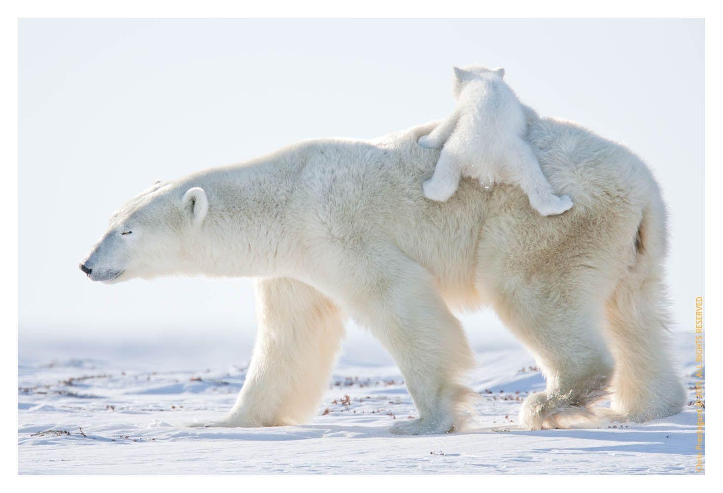 Schöne Eisbär, Kostenlos, Hintergrund, Natur, Bild, 1470x1000 HD Desktop