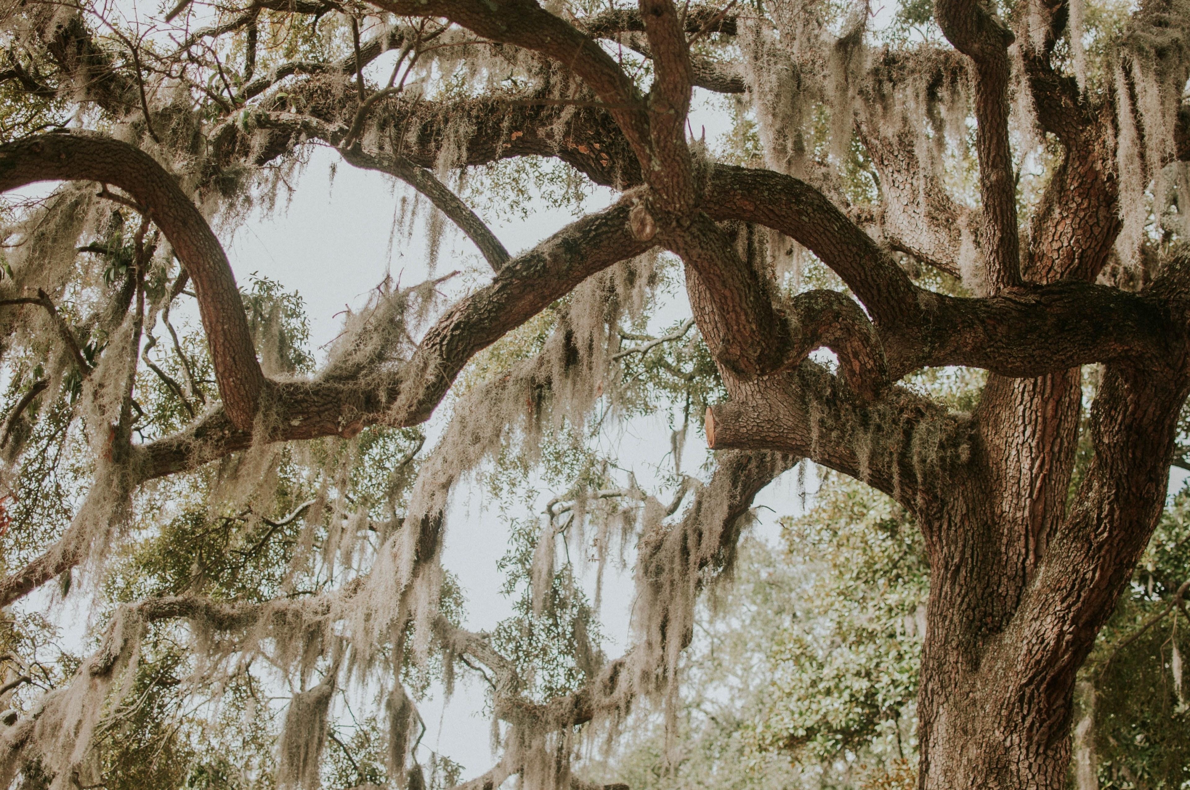 Savannah, Georgia, 4K, Reise, Landschaft, 3840x2550 4K Desktop