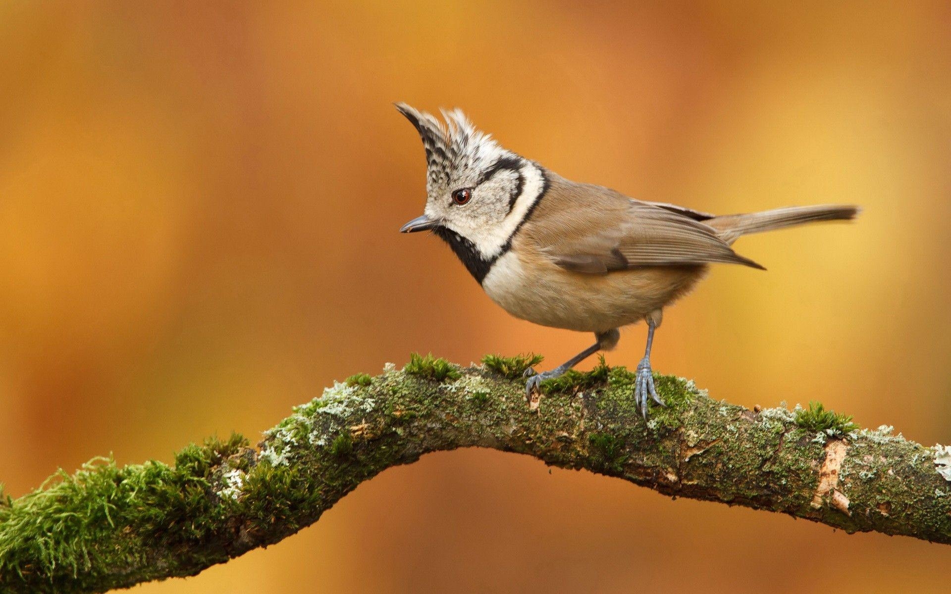 Vögel, Natur, Schönheit, Hintergrund, Sammlung, 1920x1200 HD Desktop