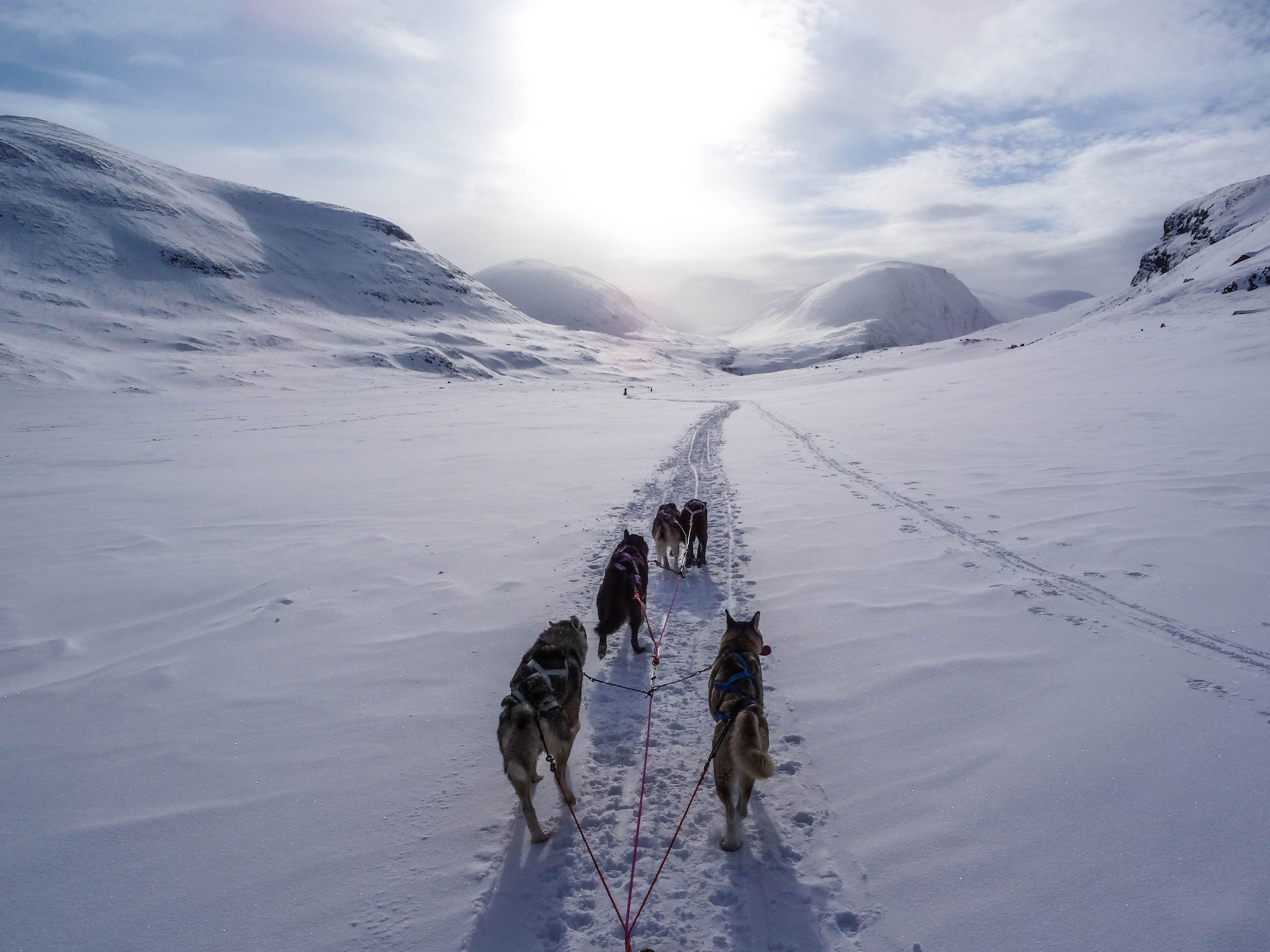 Schlittenfahren, Hund, Sonne, Landschaft, Sport, 4910x3680 4K Desktop