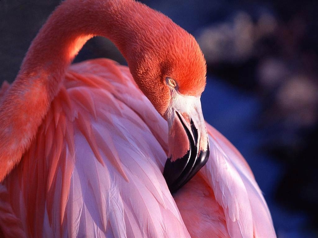 Flamingo, Tiere, kostenlos, Download, rosa, 1030x770 HD Desktop