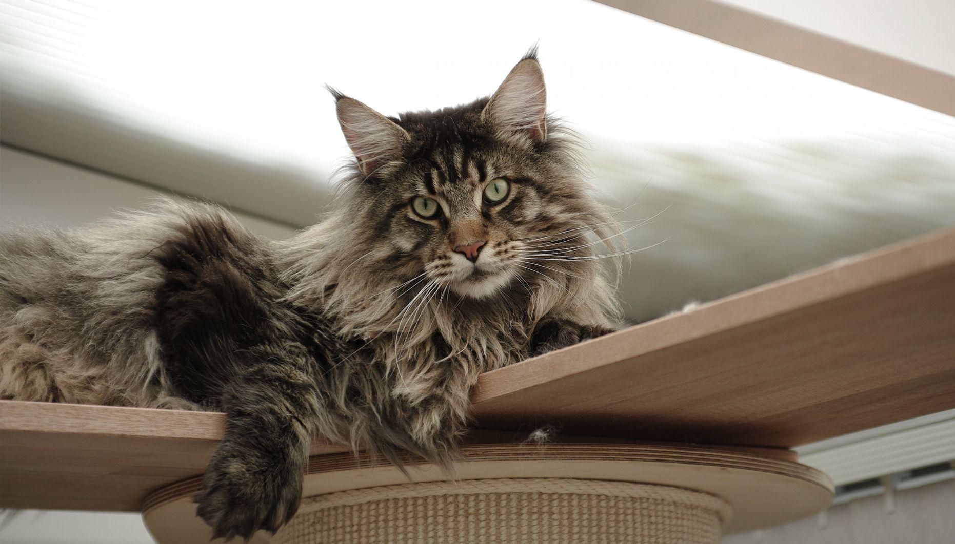 Beste, Maine Coon, HD, Download, Katze, 1870x1070 HD Desktop