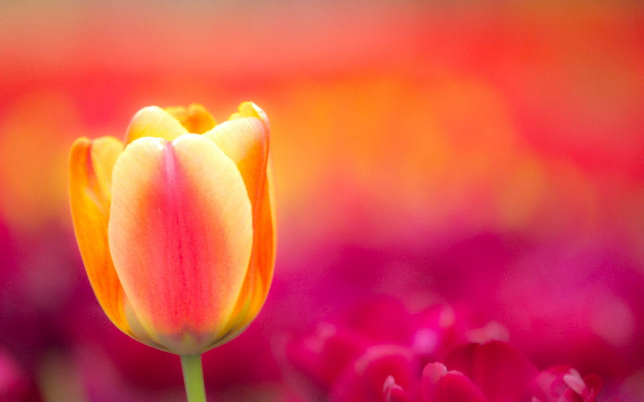 Tulpe Natur, hohe Auflösung, PC, Tablet, Mobil, 2560x1600 HD Desktop