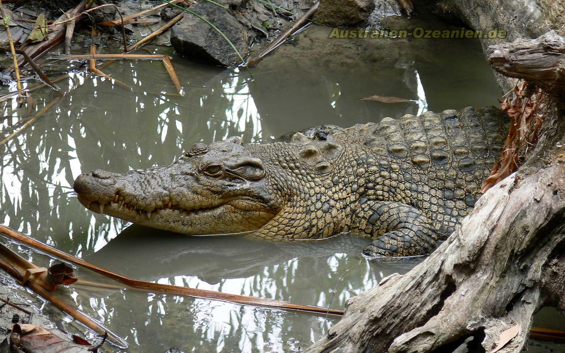 Salzwasserkrokodil, Alligator, Tiere, Reptil, Hintergrund, 1920x1200 HD Desktop